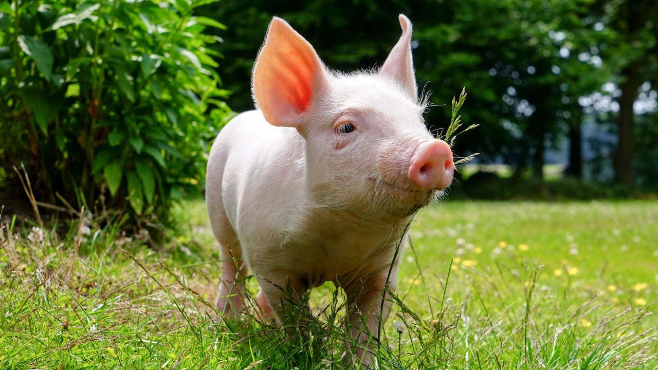 Pink Pig on Green Grass During Daytime. Wallpaper in 1280x720 Resolution