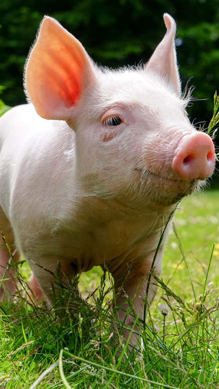 Pink Pig on Green Grass During Daytime. Wallpaper in 750x1334 Resolution