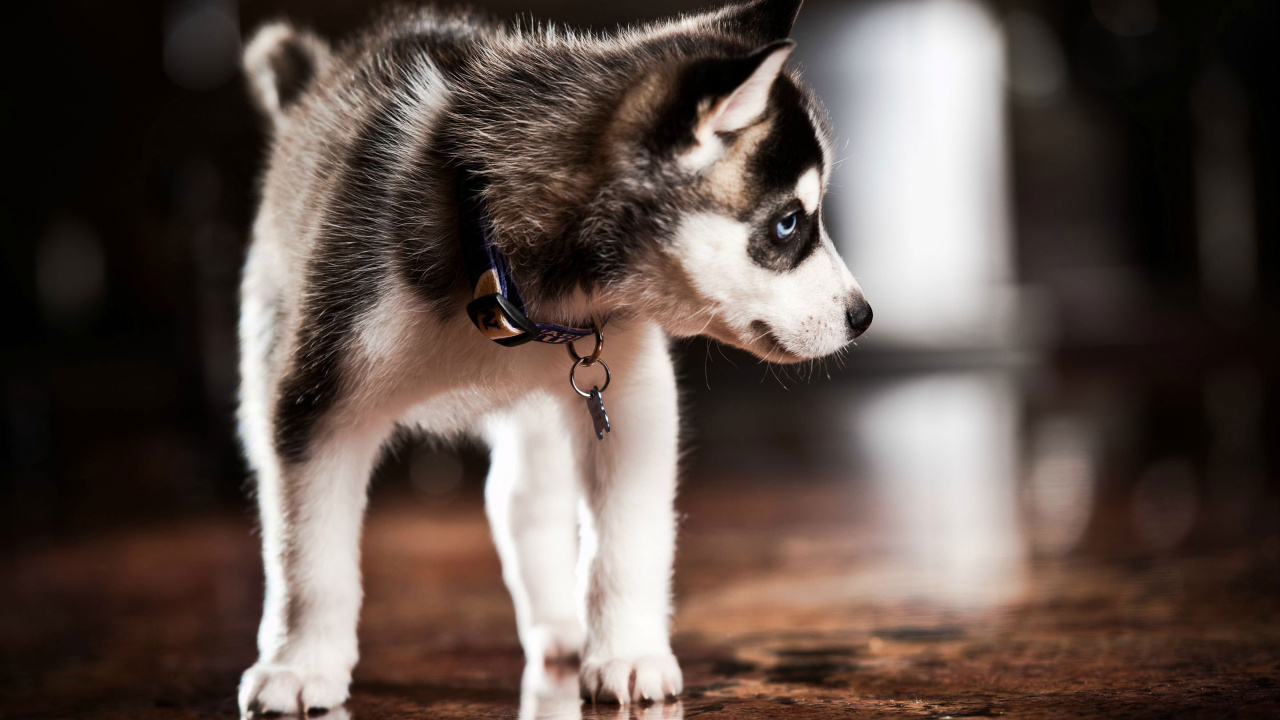Black and White Siberian Husky Puppy. Wallpaper in 1280x720 Resolution