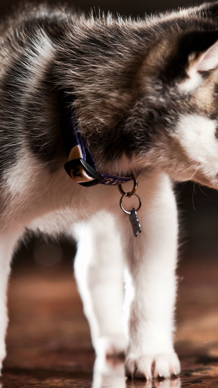 Black and White Siberian Husky Puppy. Wallpaper in 720x1280 Resolution