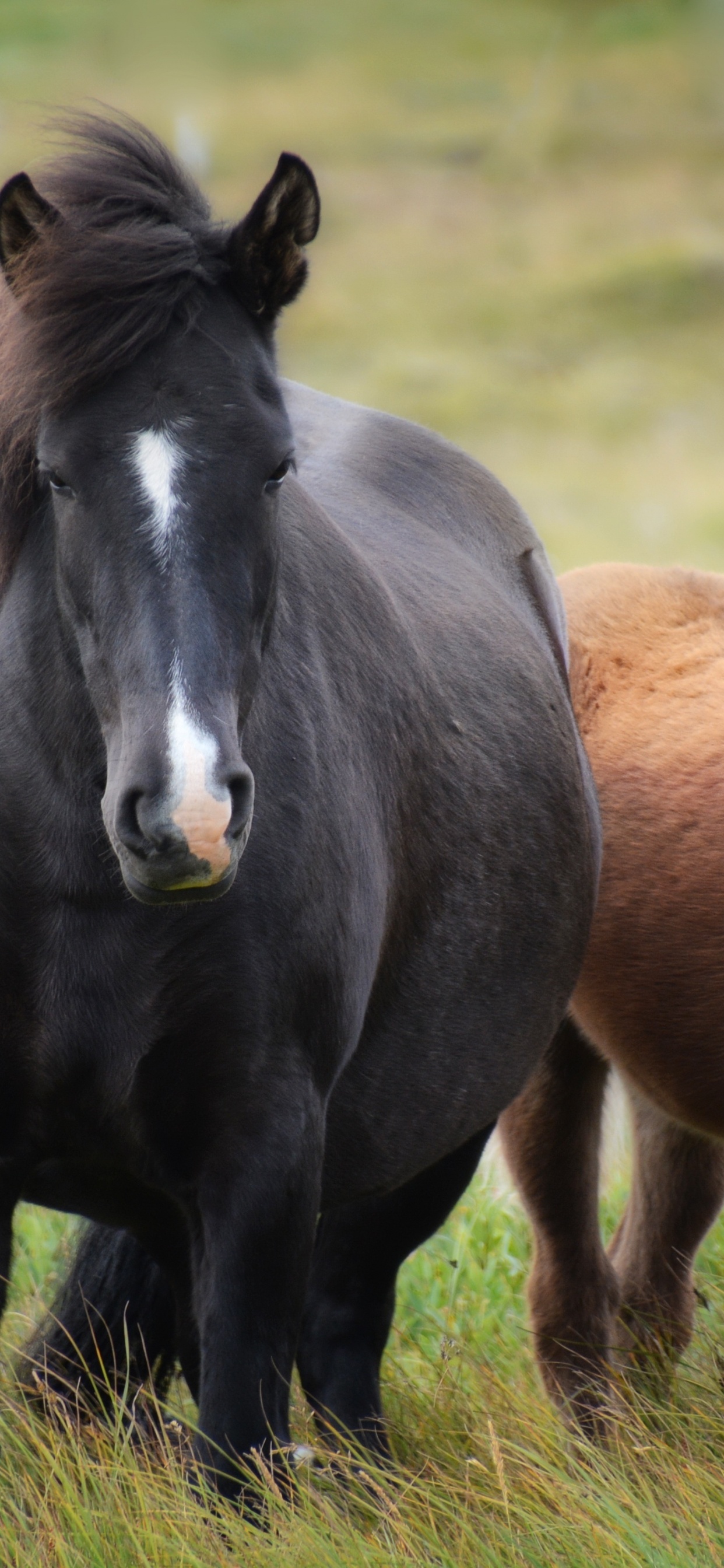Animaux de la Ferme Chevaux, Poulain, Mare, Cheval Camarguais, Domestication Des Animaux. Wallpaper in 1242x2688 Resolution