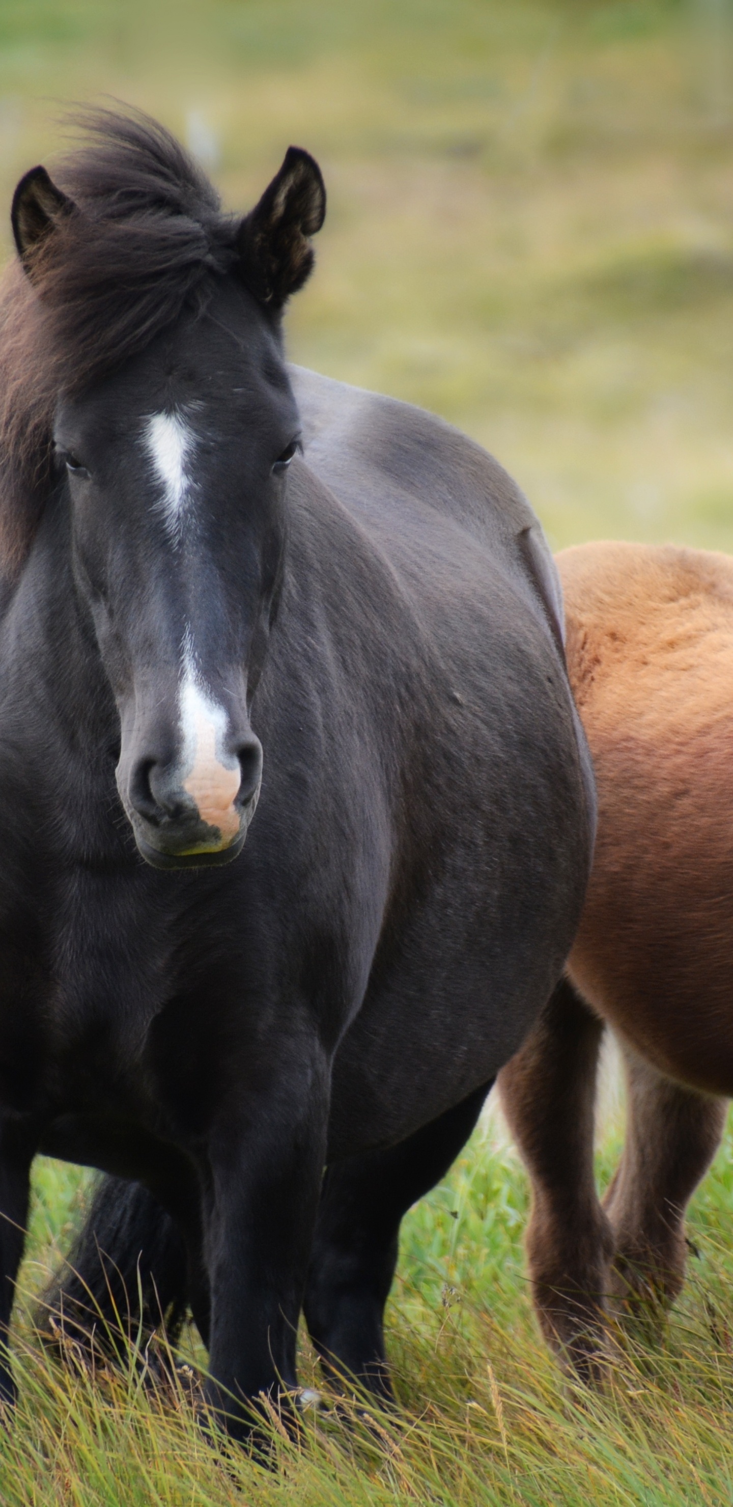 Animaux de la Ferme Chevaux, Poulain, Mare, Cheval Camarguais, Domestication Des Animaux. Wallpaper in 1440x2960 Resolution