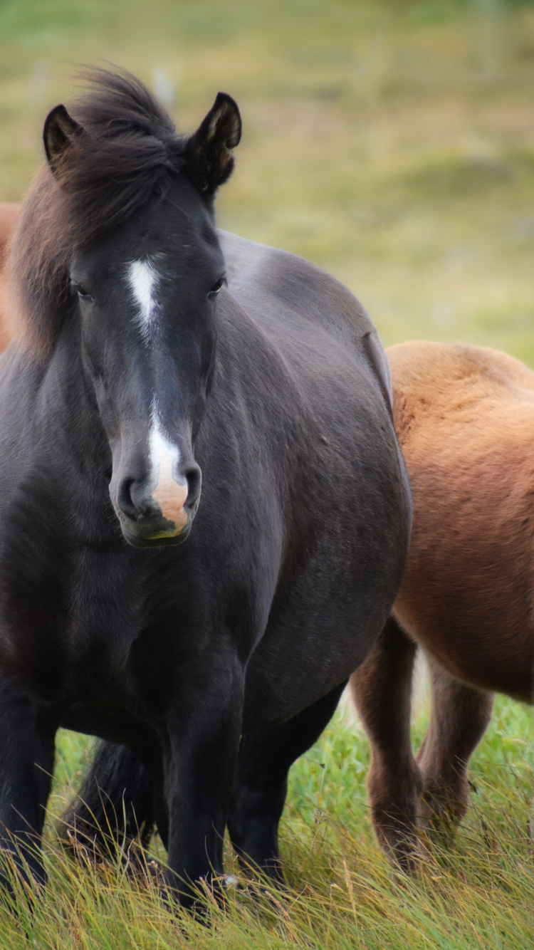 Animaux de la Ferme Chevaux, Poulain, Mare, Cheval Camarguais, Domestication Des Animaux. Wallpaper in 750x1334 Resolution