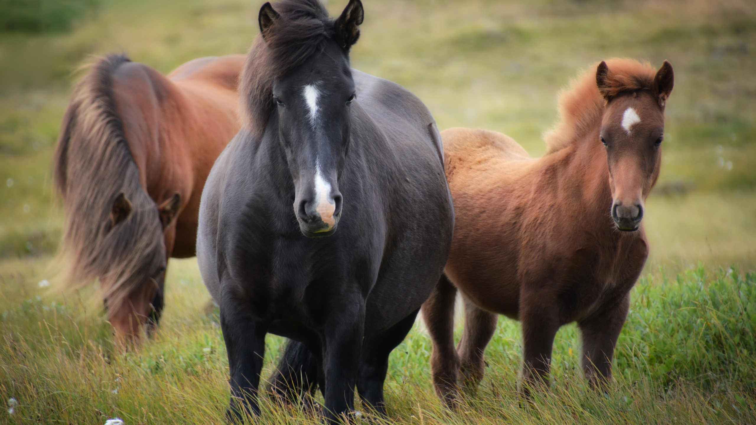 Farm Animals Horses, Foal, Mare, Camargue Horse, Animal Sanctuary. Wallpaper in 2560x1440 Resolution