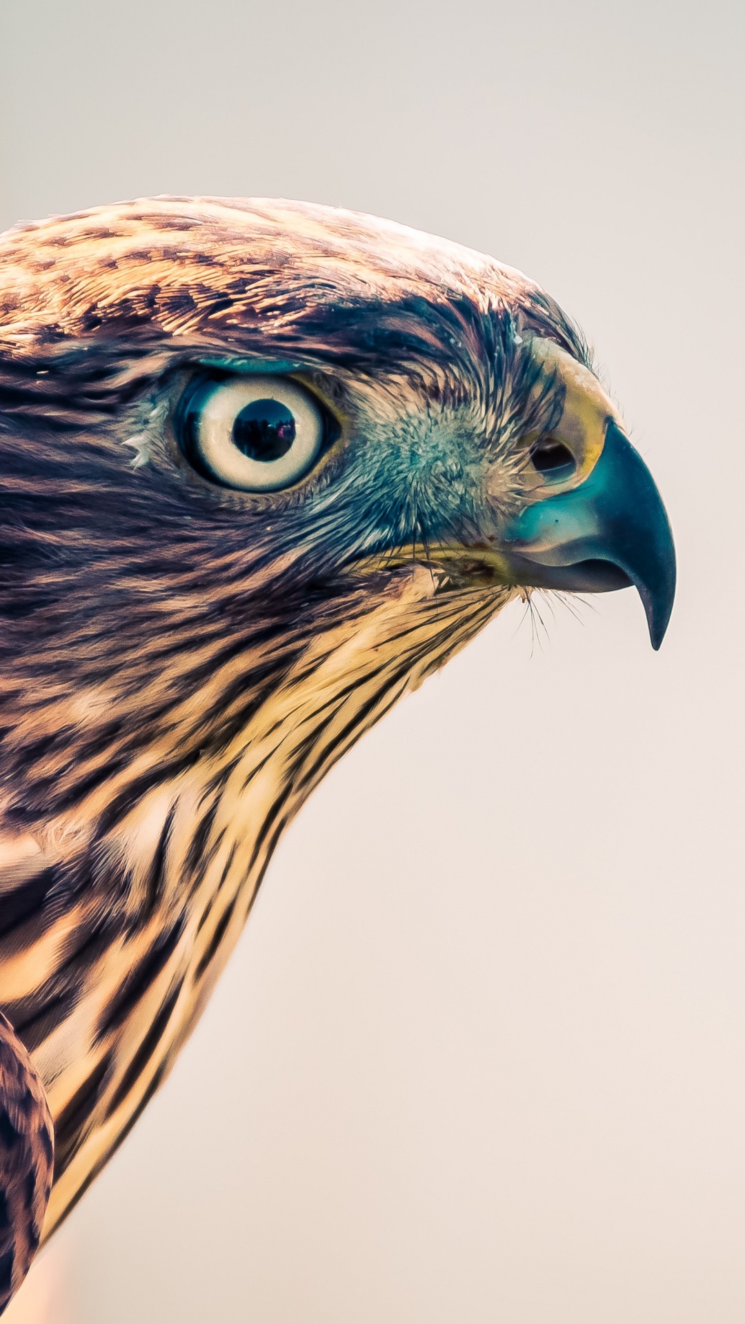 Brown and Blue Owl in Close up Photography. Wallpaper in 1080x1920 Resolution