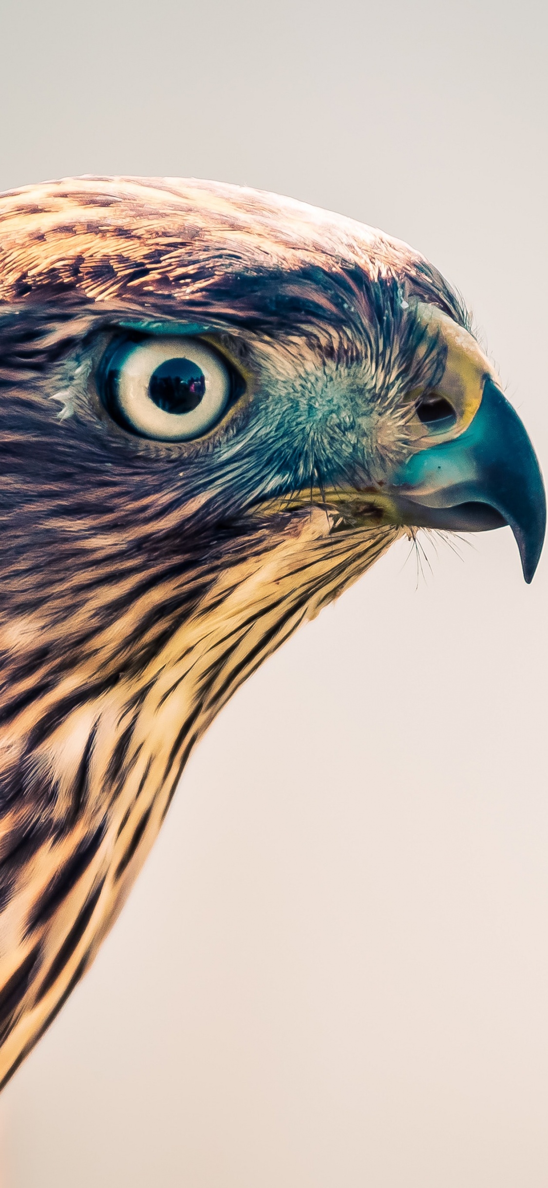 Brown and Blue Owl in Close up Photography. Wallpaper in 1125x2436 Resolution
