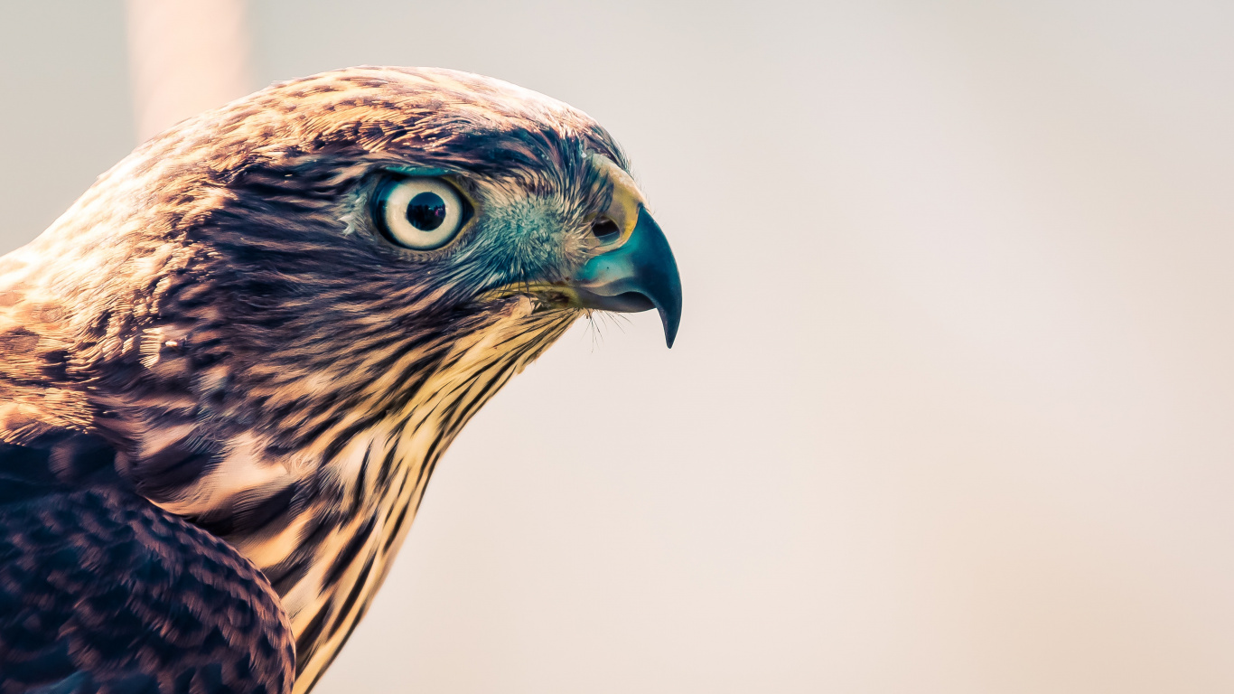 Hibou Marron et Bleu en Photographie Rapprochée. Wallpaper in 1366x768 Resolution