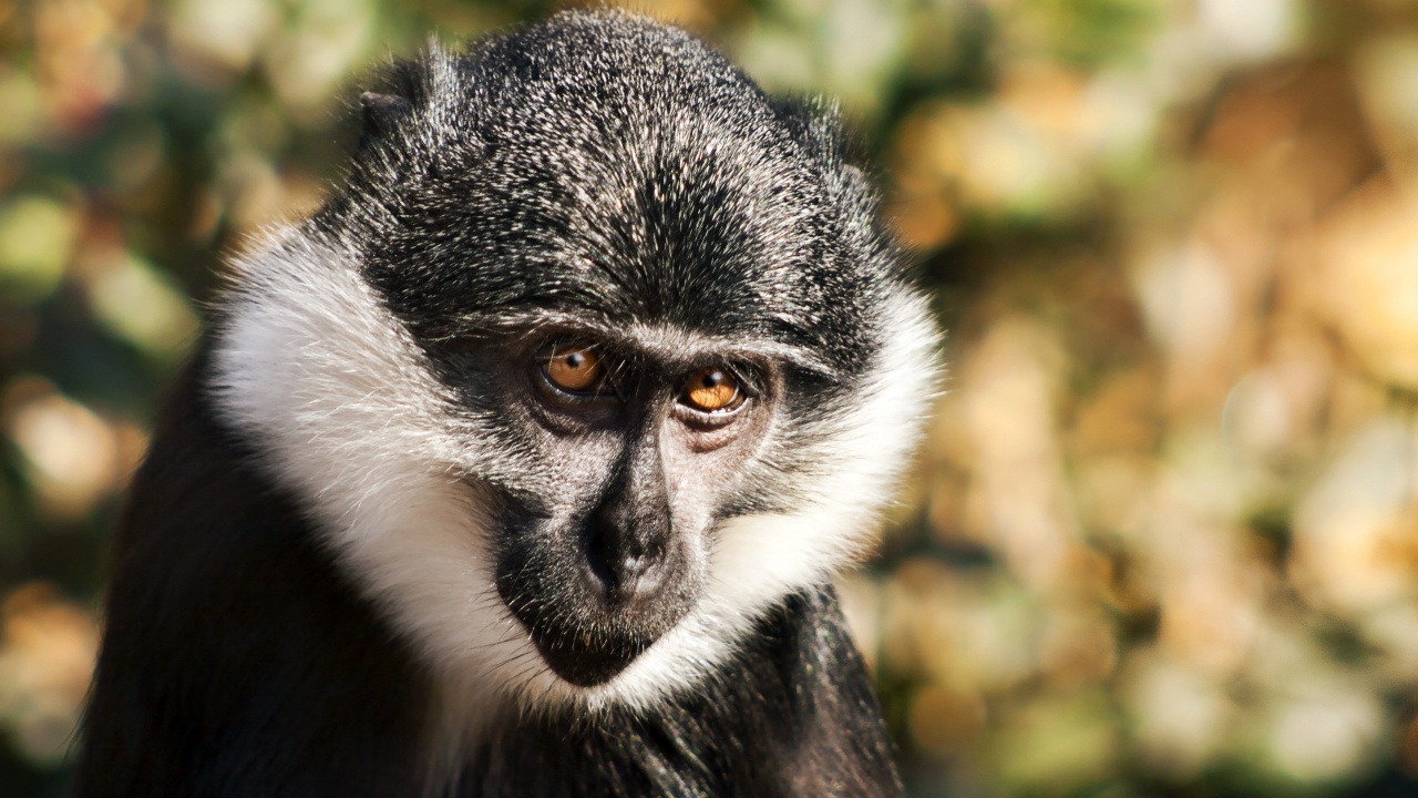 Animal Blanco y Negro Sobre la Hierba Verde Durante el Día. Wallpaper in 1280x720 Resolution