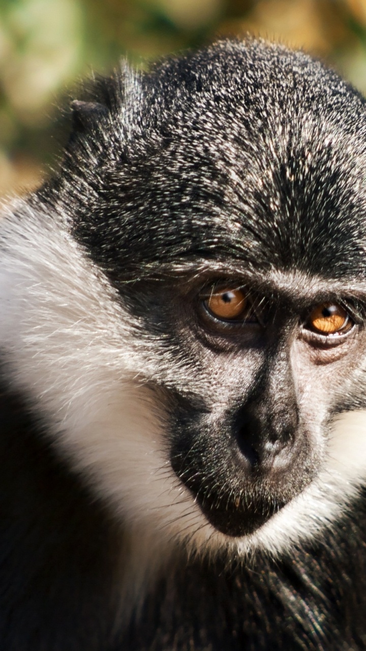 Black and White Animal on Green Grass During Daytime. Wallpaper in 720x1280 Resolution