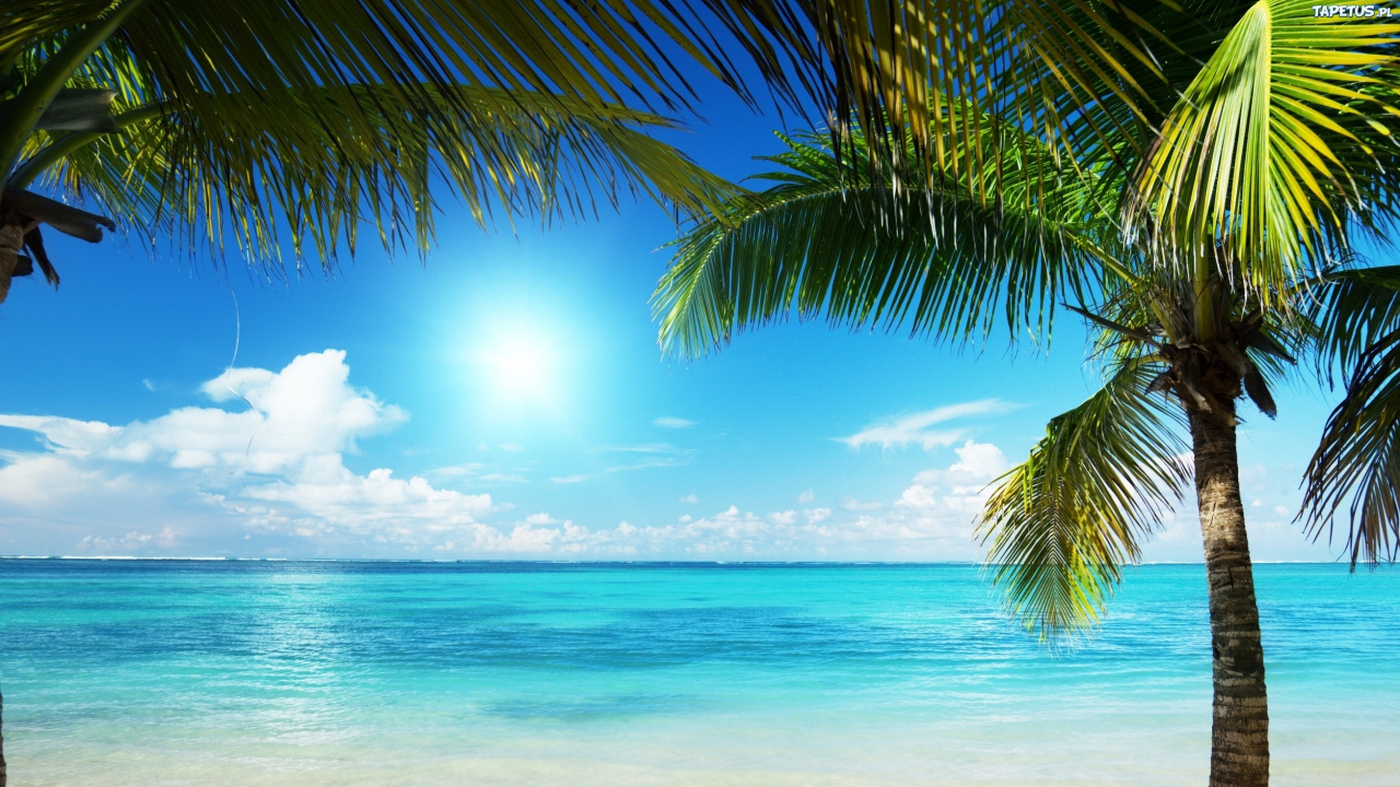 Palmera Verde en la Playa Durante el Día. Wallpaper in 1280x720 Resolution