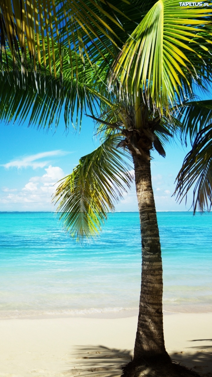 Palmera Verde en la Playa Durante el Día. Wallpaper in 720x1280 Resolution
