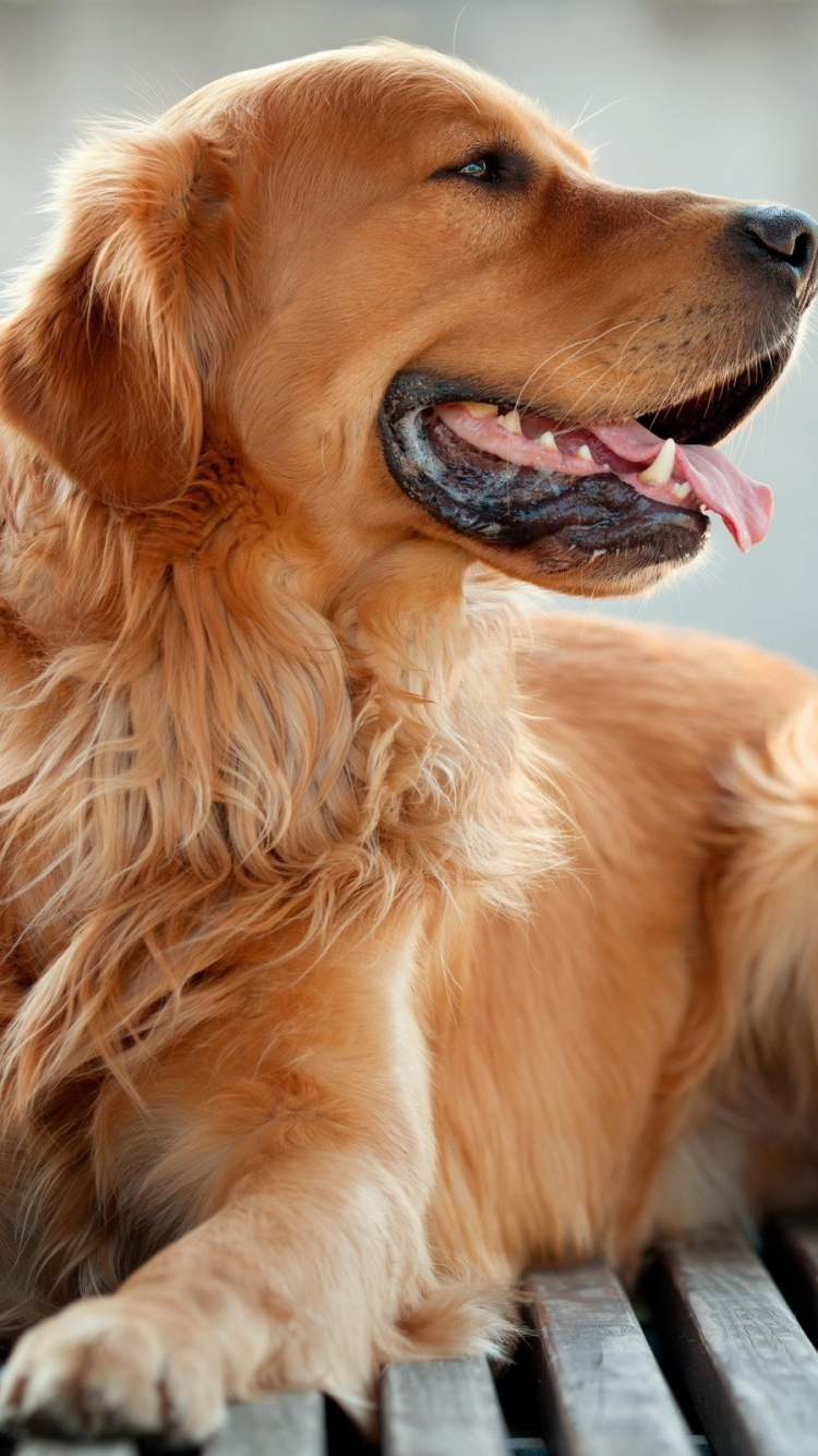 Golden Retriever Welpe Auf Schwarz-weiß Gestreiftem Textil. Wallpaper in 750x1334 Resolution