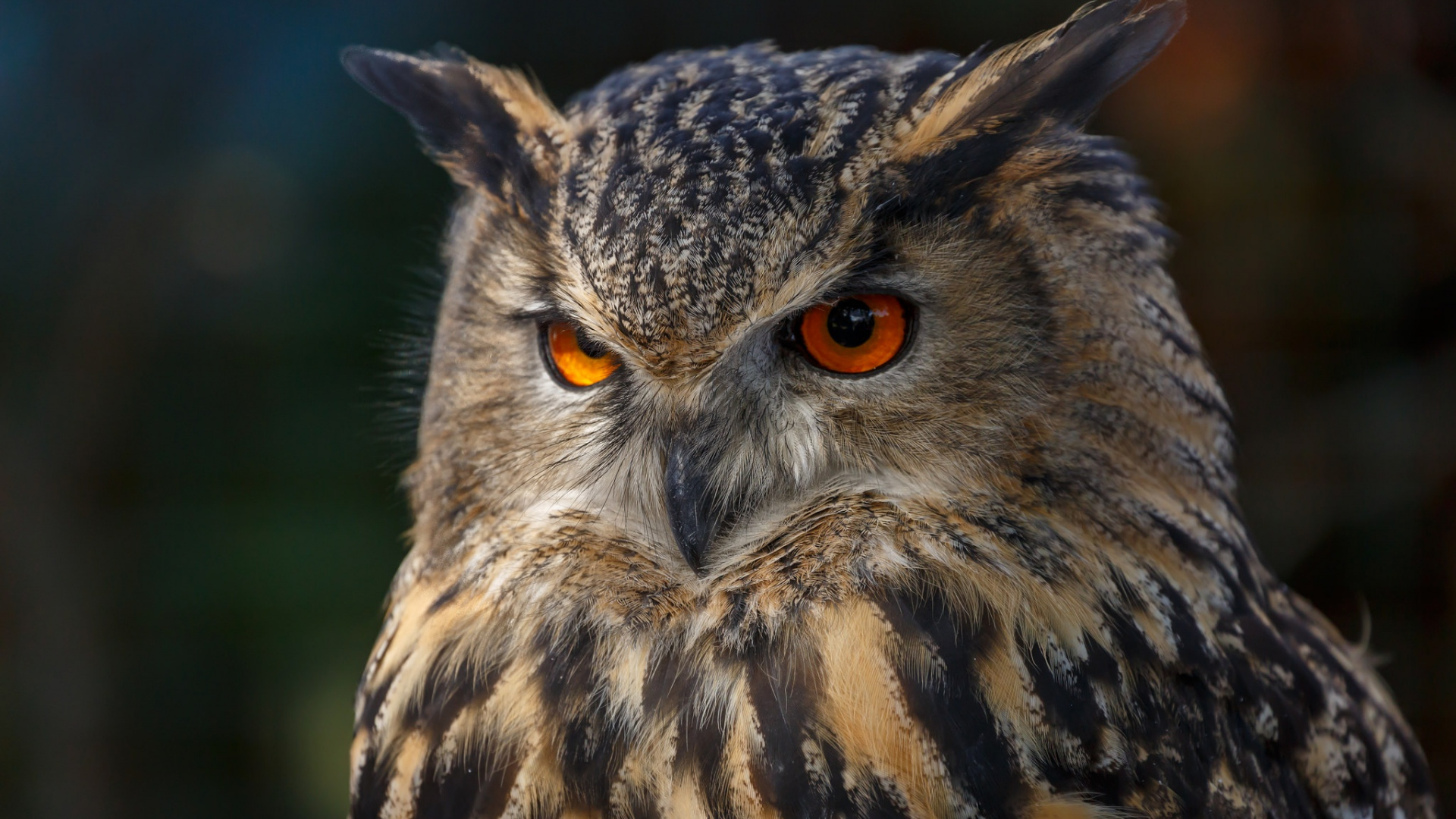 Brown and Black Owl in Close up Photography. Wallpaper in 1920x1080 Resolution