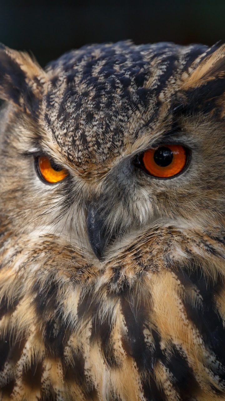 Brown and Black Owl in Close up Photography. Wallpaper in 720x1280 Resolution