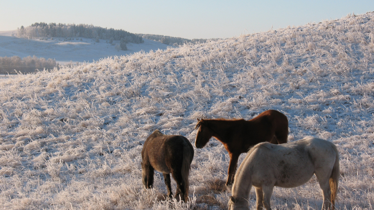 Three Horses on White Field During Daytime. Wallpaper in 1280x720 Resolution