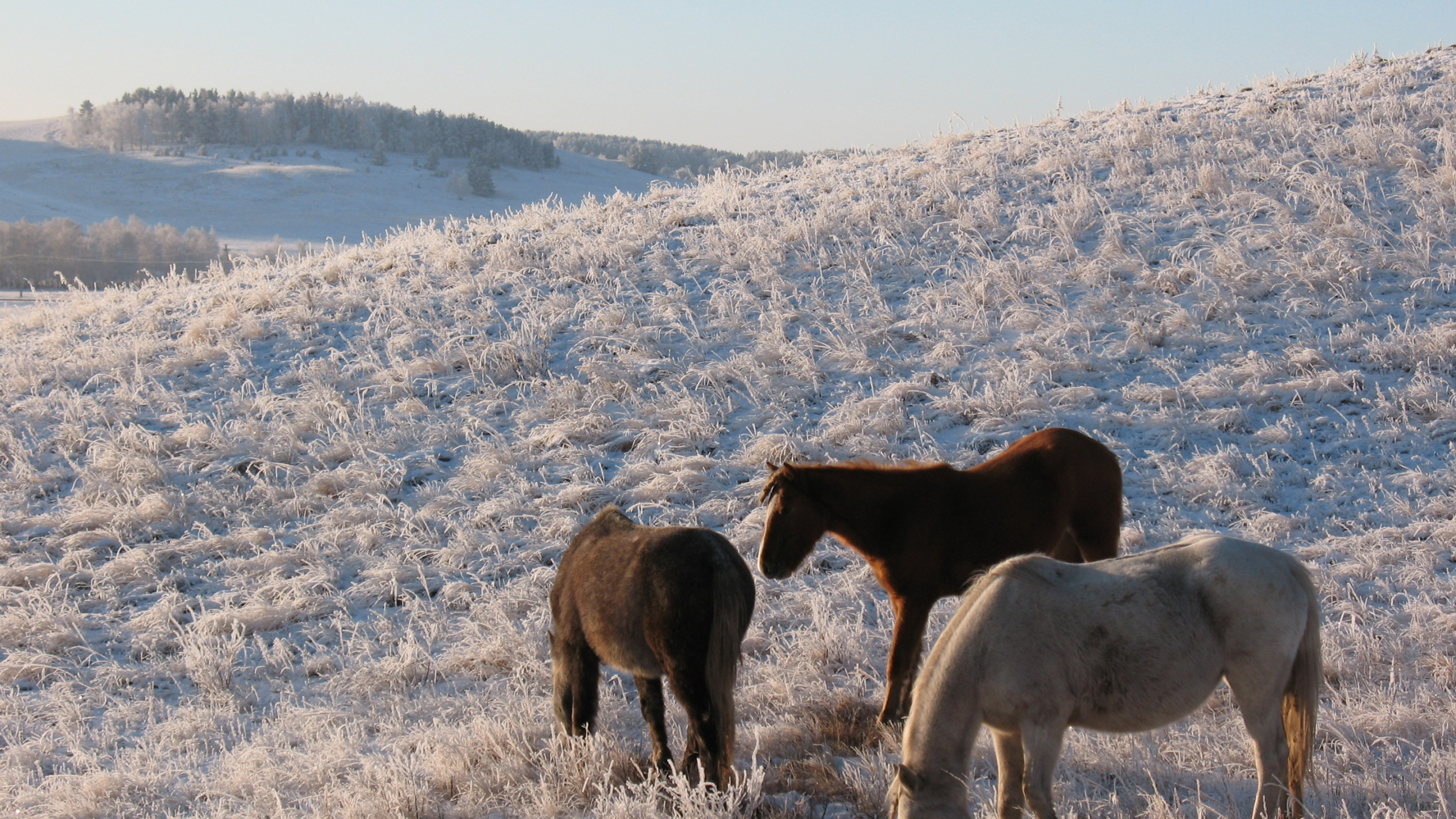 Three Horses on White Field During Daytime. Wallpaper in 2560x1440 Resolution