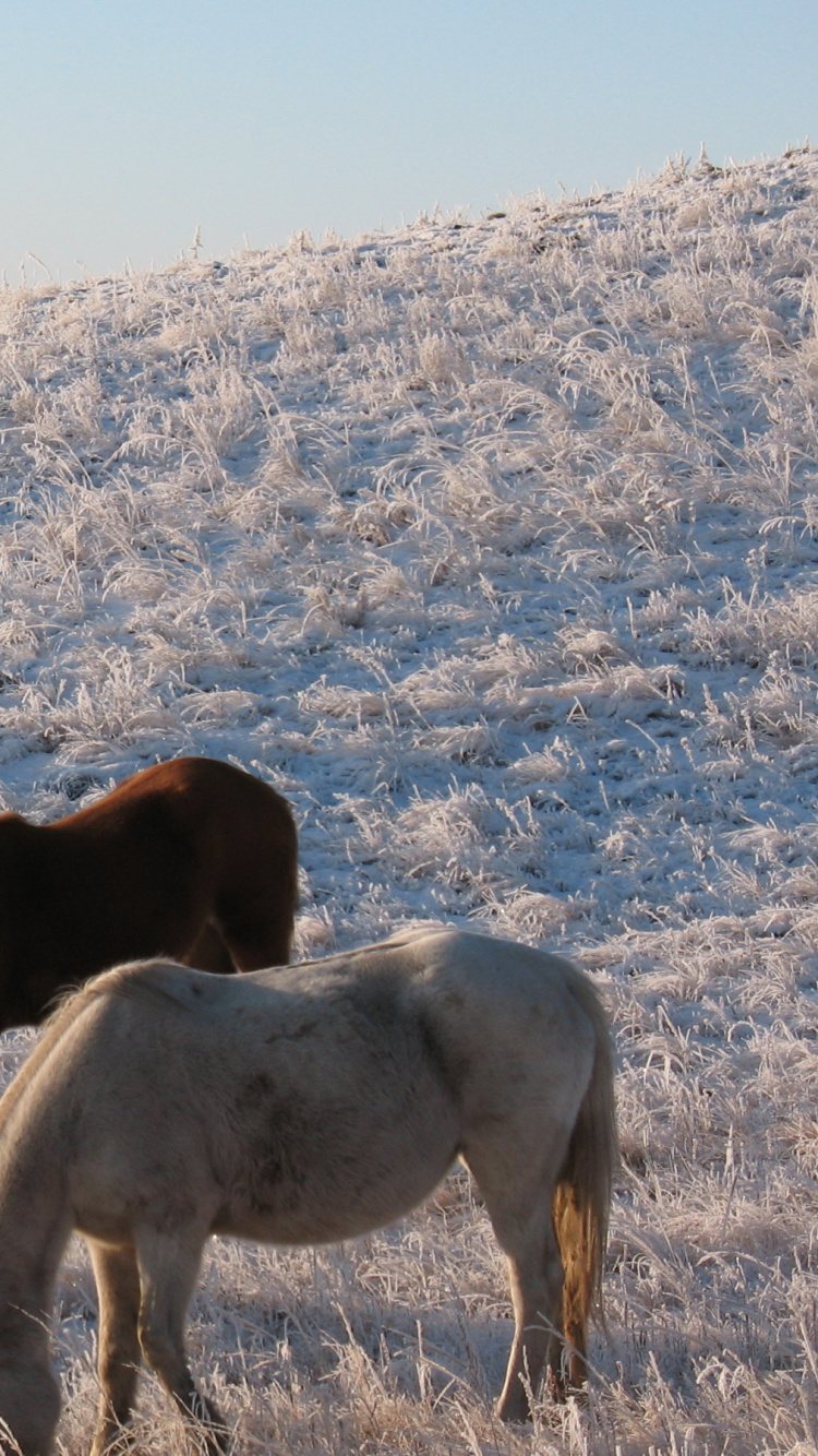 Three Horses on White Field During Daytime. Wallpaper in 750x1334 Resolution