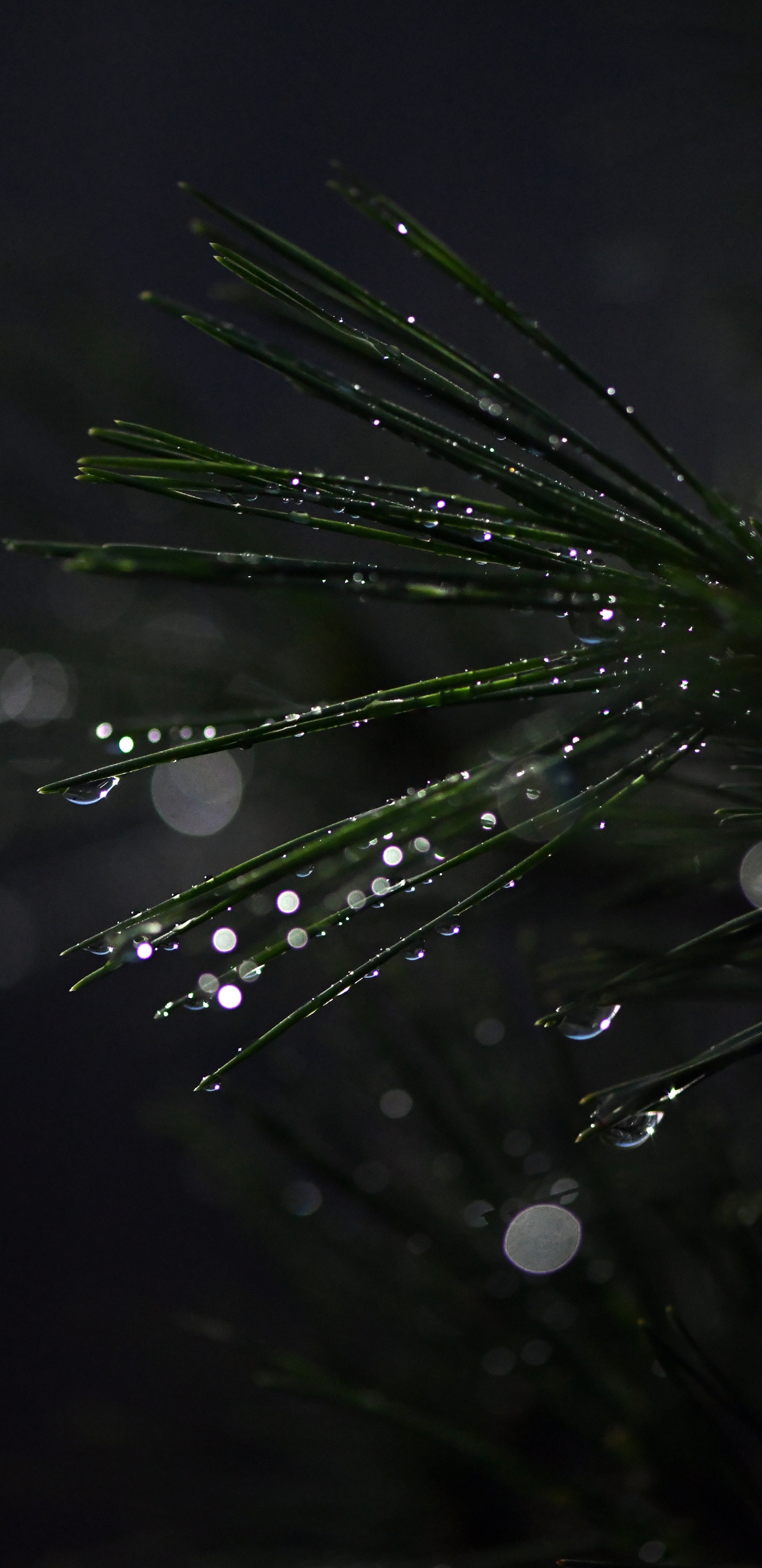 Bonsai, Tree, Water, Black, Green. Wallpaper in 1440x2960 Resolution