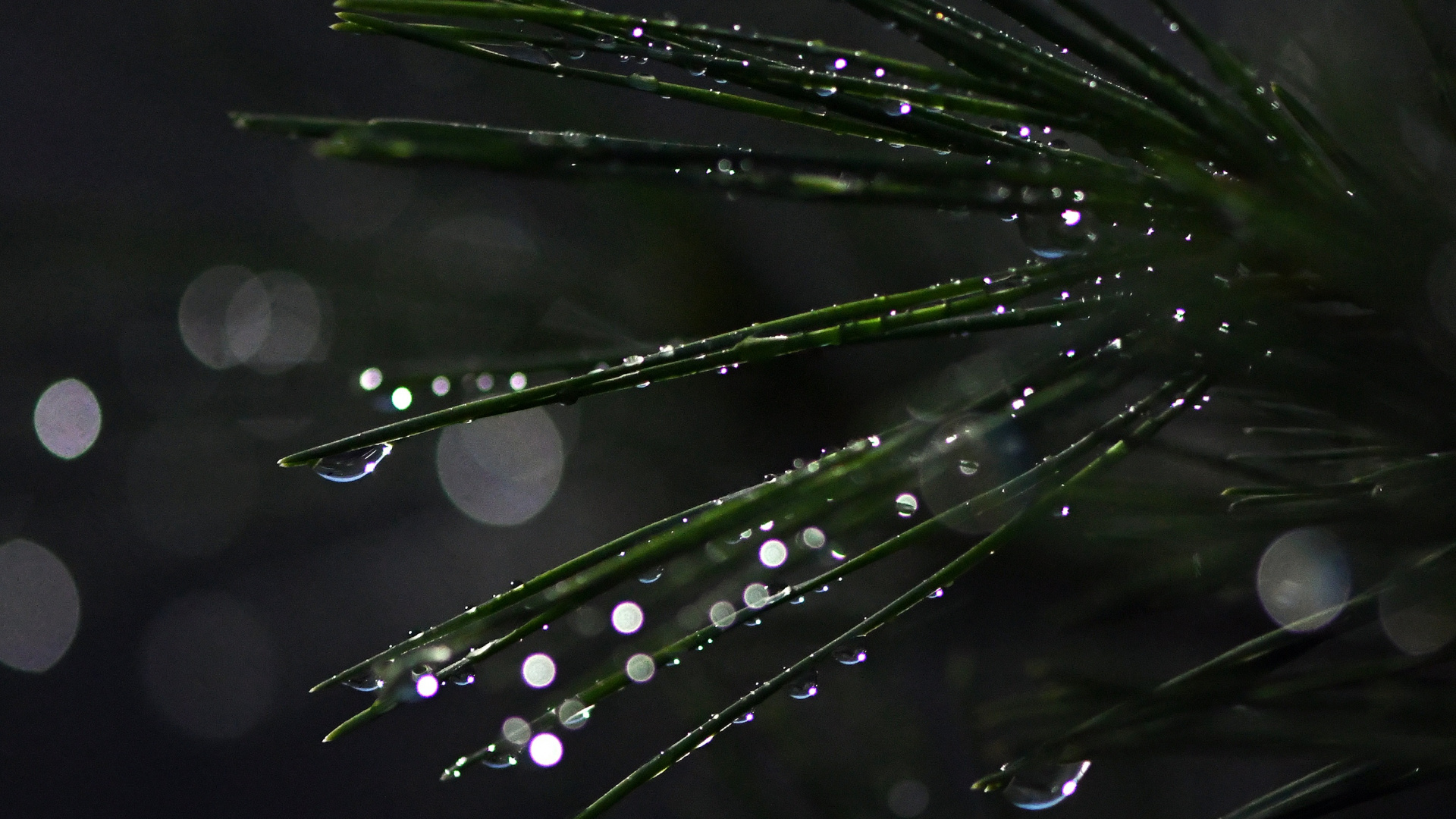 Bonsai, Tree, Water, Black, Green. Wallpaper in 1920x1080 Resolution