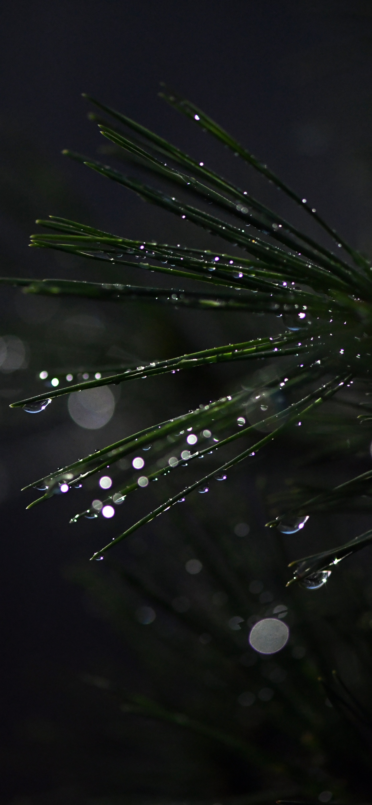 Bonsai, Agua, Negro, Verde, Humedad. Wallpaper in 1242x2688 Resolution