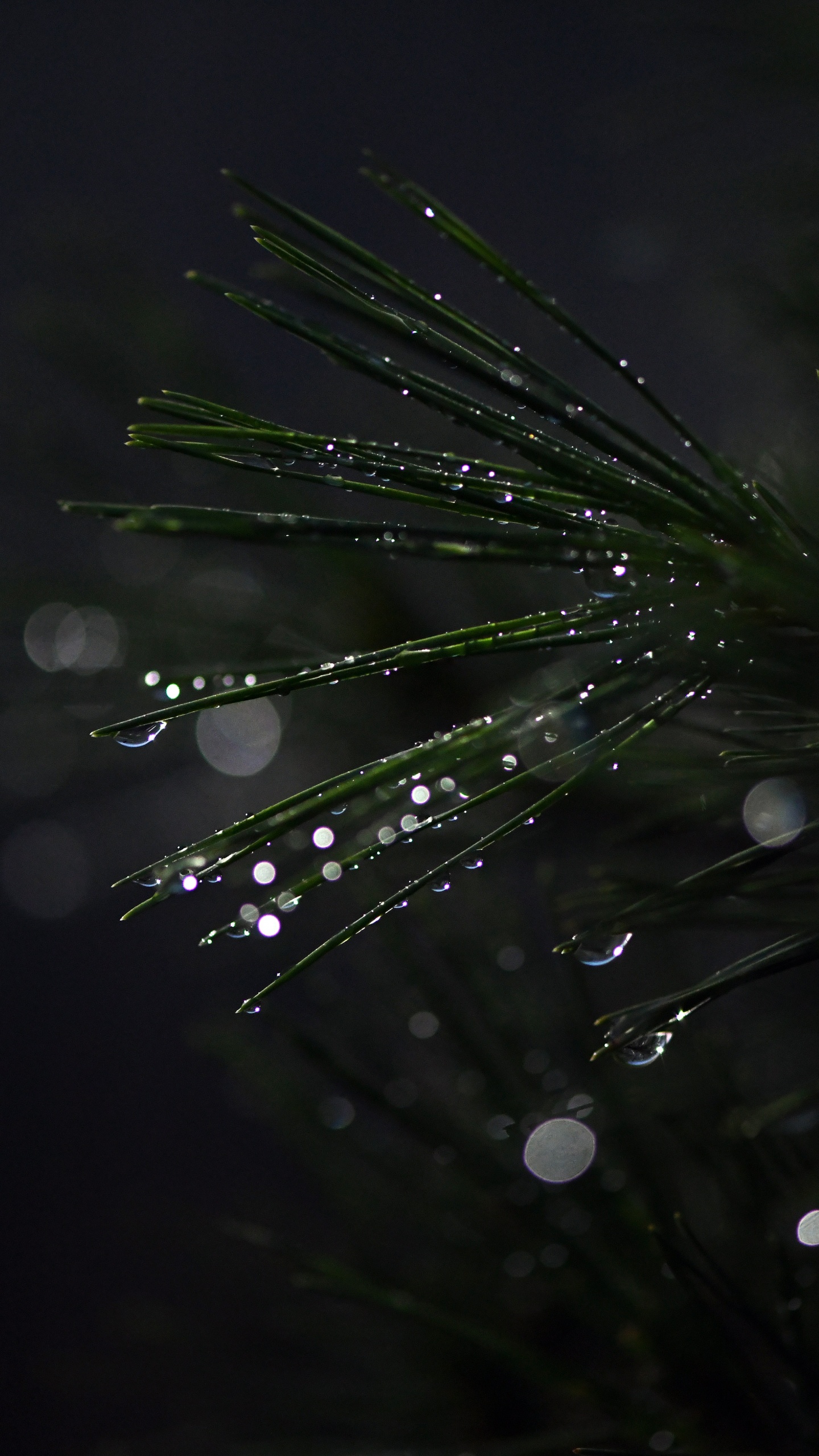 Bonsai, Agua, Negro, Verde, Humedad. Wallpaper in 1440x2560 Resolution