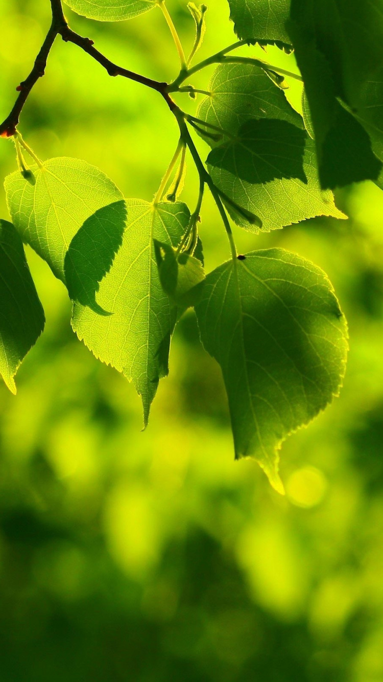 Hojas Verdes en Tallo Marrón. Wallpaper in 750x1334 Resolution