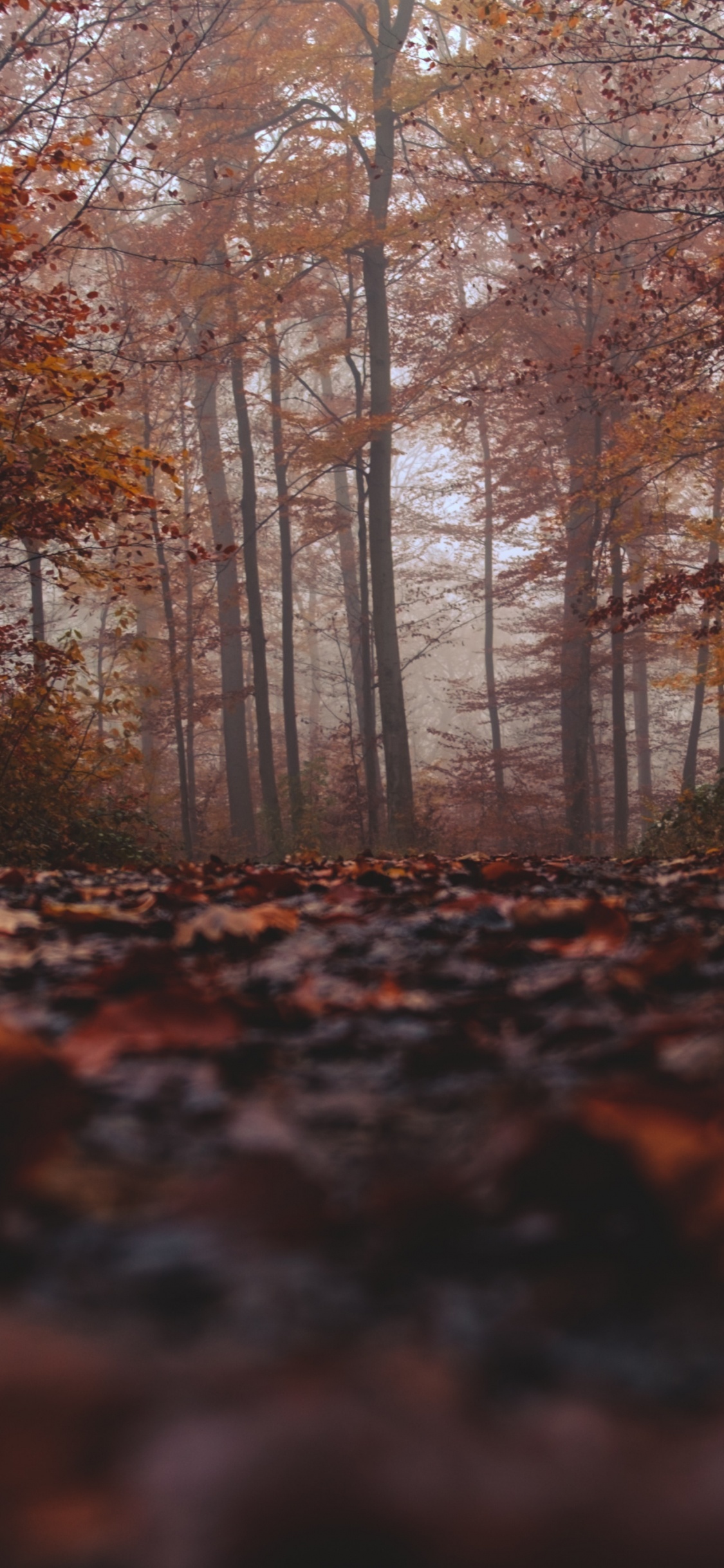 Woodland, Leaf, Tree, Natural Landscape, Nature. Wallpaper in 1125x2436 Resolution