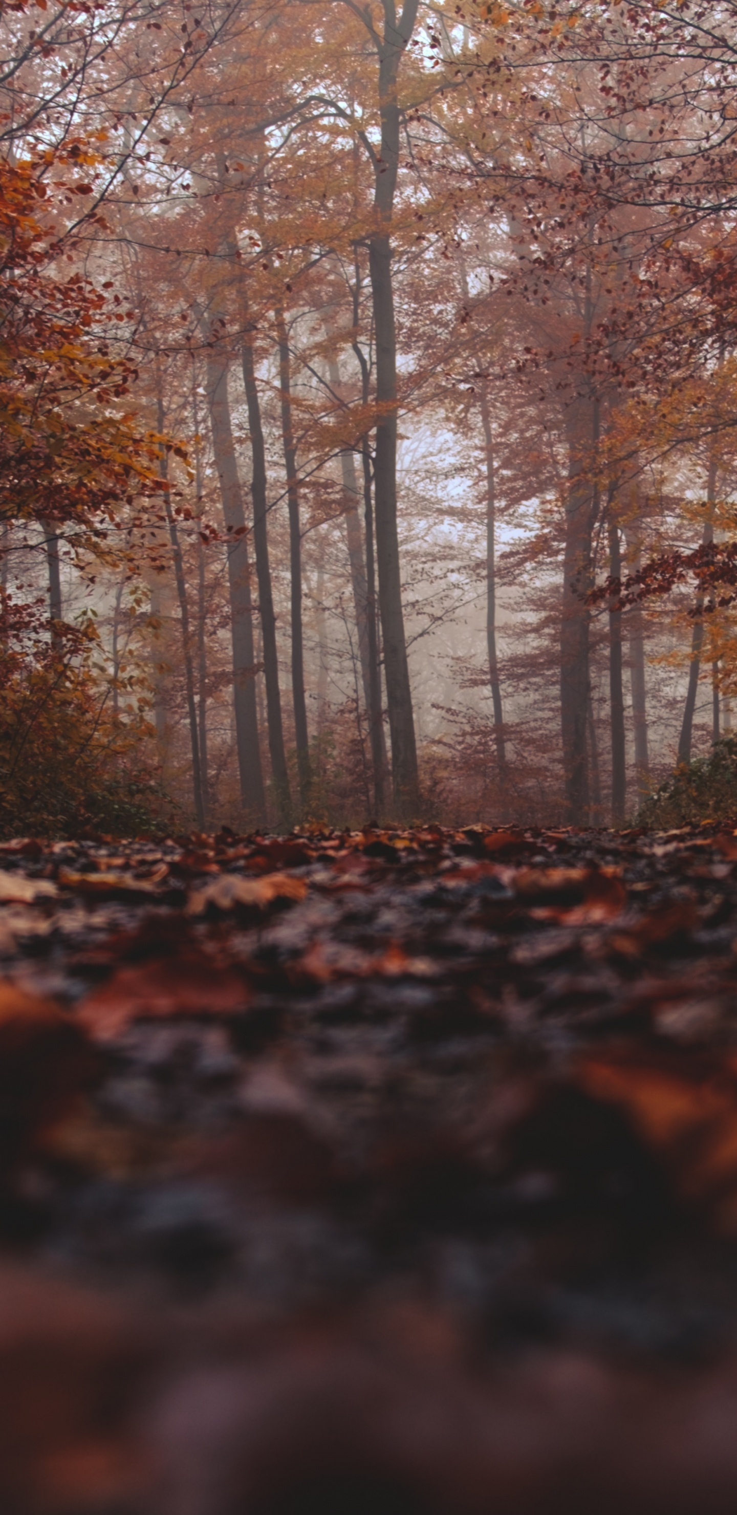 Woodland, Leaf, Tree, Natural Landscape, Nature. Wallpaper in 1440x2960 Resolution
