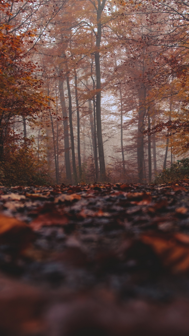 Woodland, Leaf, Tree, Natural Landscape, Nature. Wallpaper in 750x1334 Resolution