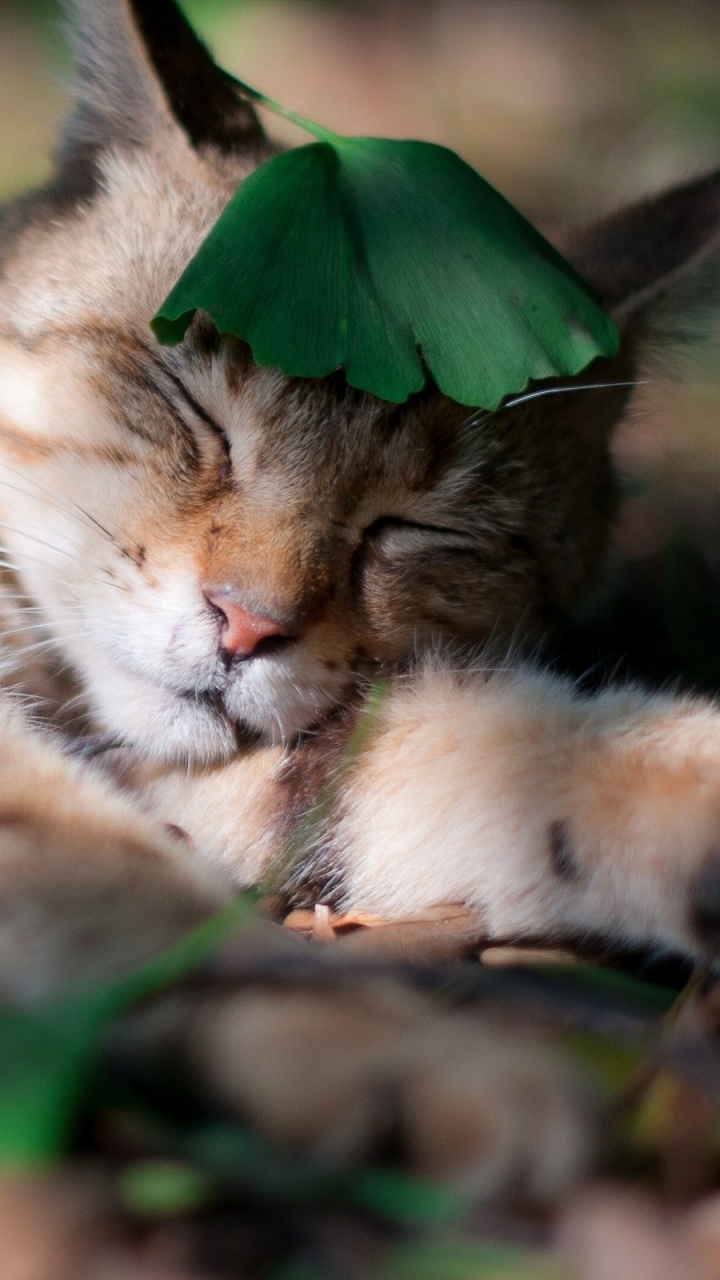 Brown Tabby Cat Lying on Green Grass During Daytime. Wallpaper in 720x1280 Resolution