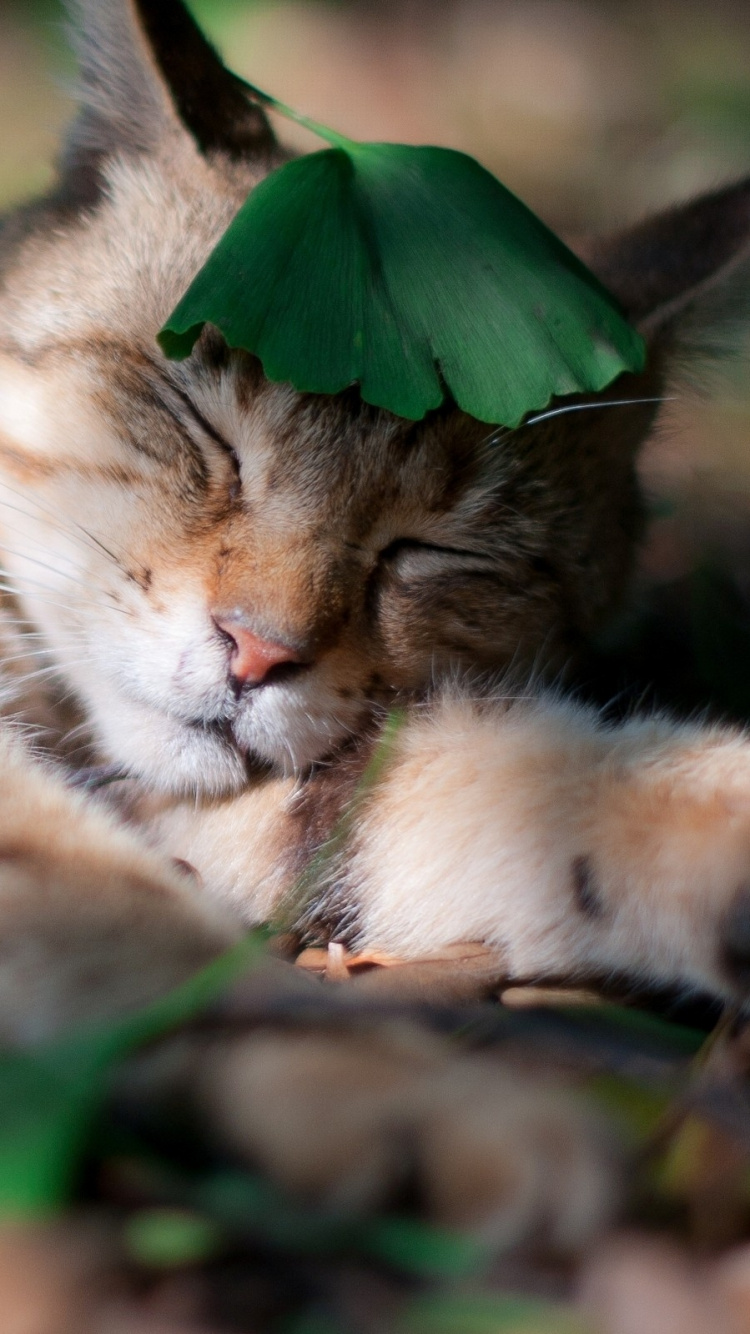 Brown Tabby Cat Lying on Green Grass During Daytime. Wallpaper in 750x1334 Resolution