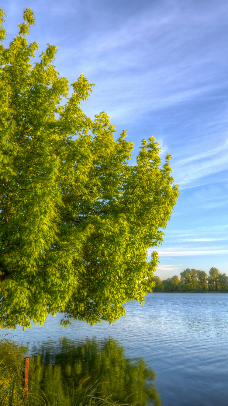 Árboles Verdes Junto al Lago Bajo un Cielo Azul Durante el Día. Wallpaper in 750x1334 Resolution