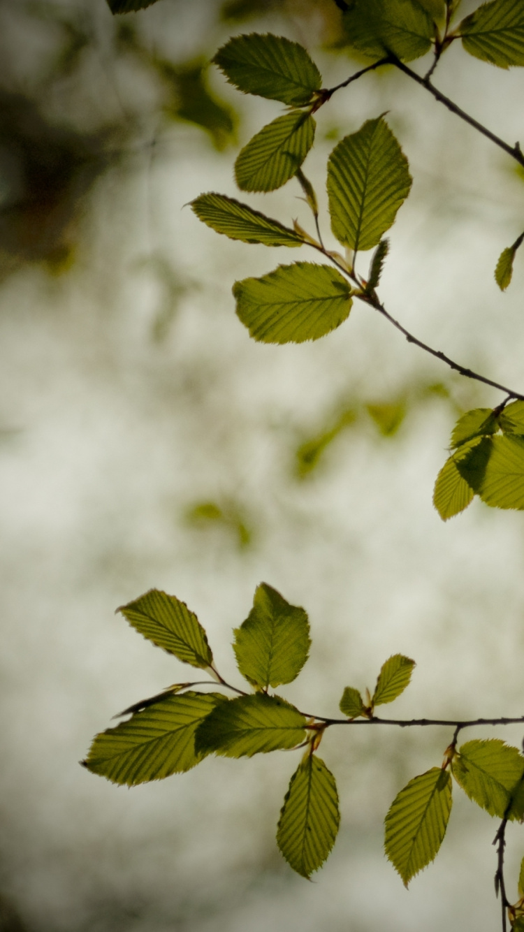 Feuilles Vertes Dans L'objectif à Basculement. Wallpaper in 750x1334 Resolution