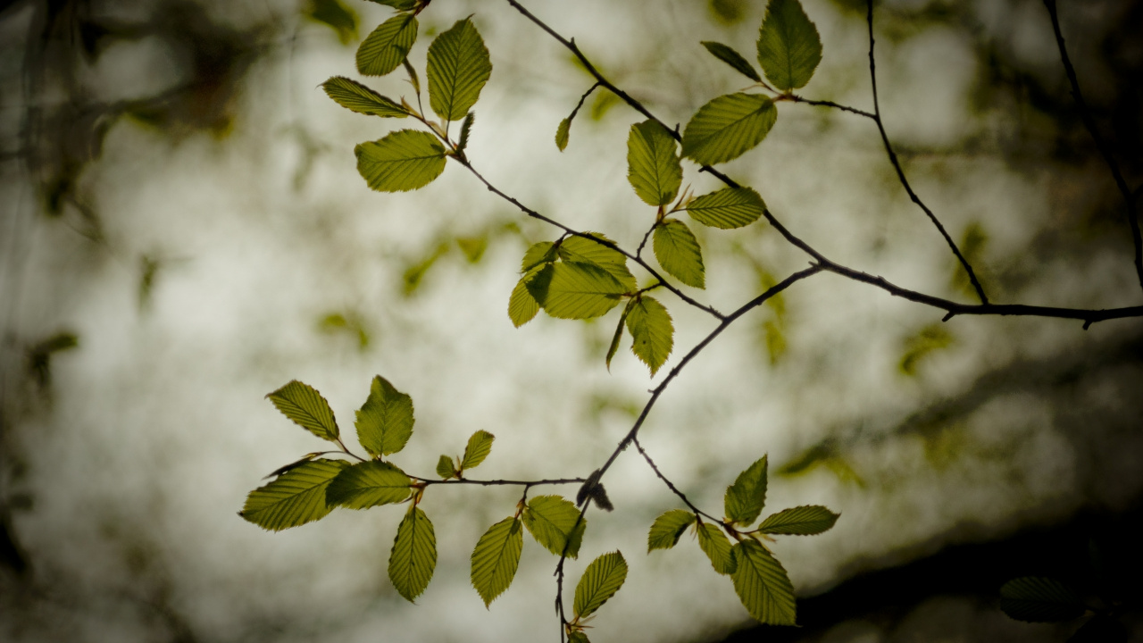 Green Leaves in Tilt Shift Lens. Wallpaper in 1280x720 Resolution
