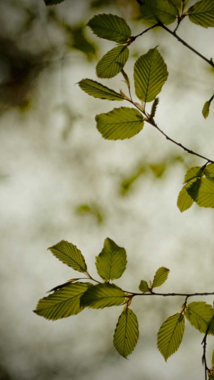 Green Leaves in Tilt Shift Lens. Wallpaper in 720x1280 Resolution