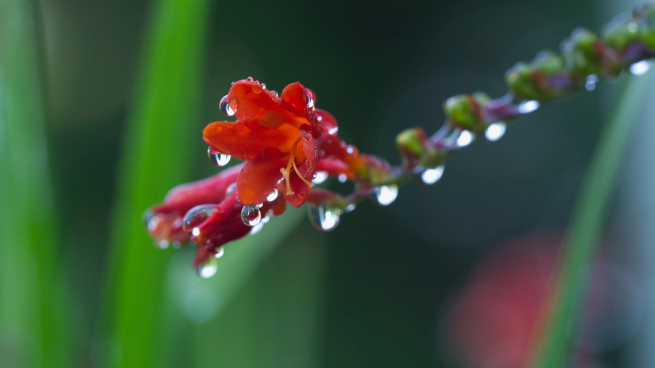 Bouton de Fleur Rouge en Photographie Rapprochée. Wallpaper in 1280x720 Resolution