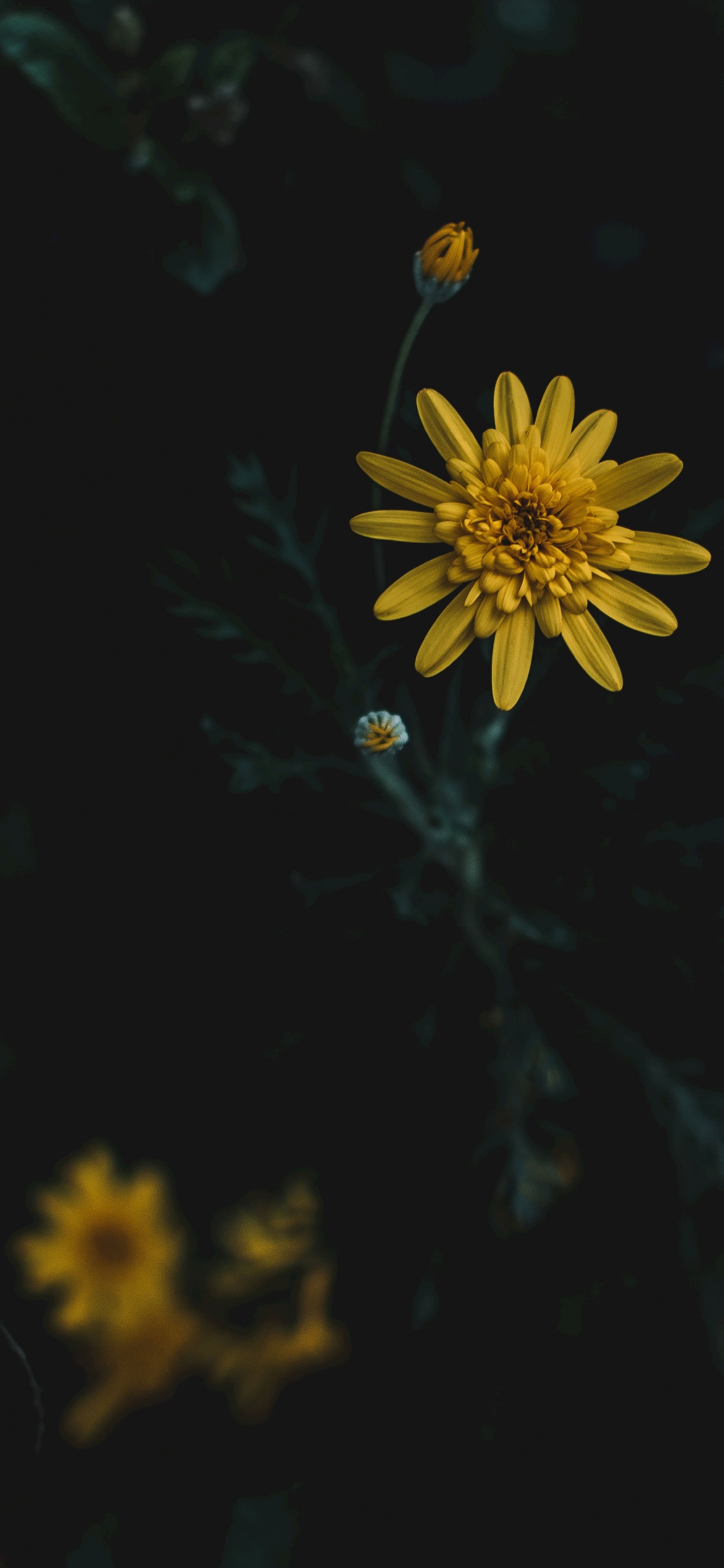 Botany, Yellow, Petal, Factory, Love. Wallpaper in 1242x2688 Resolution