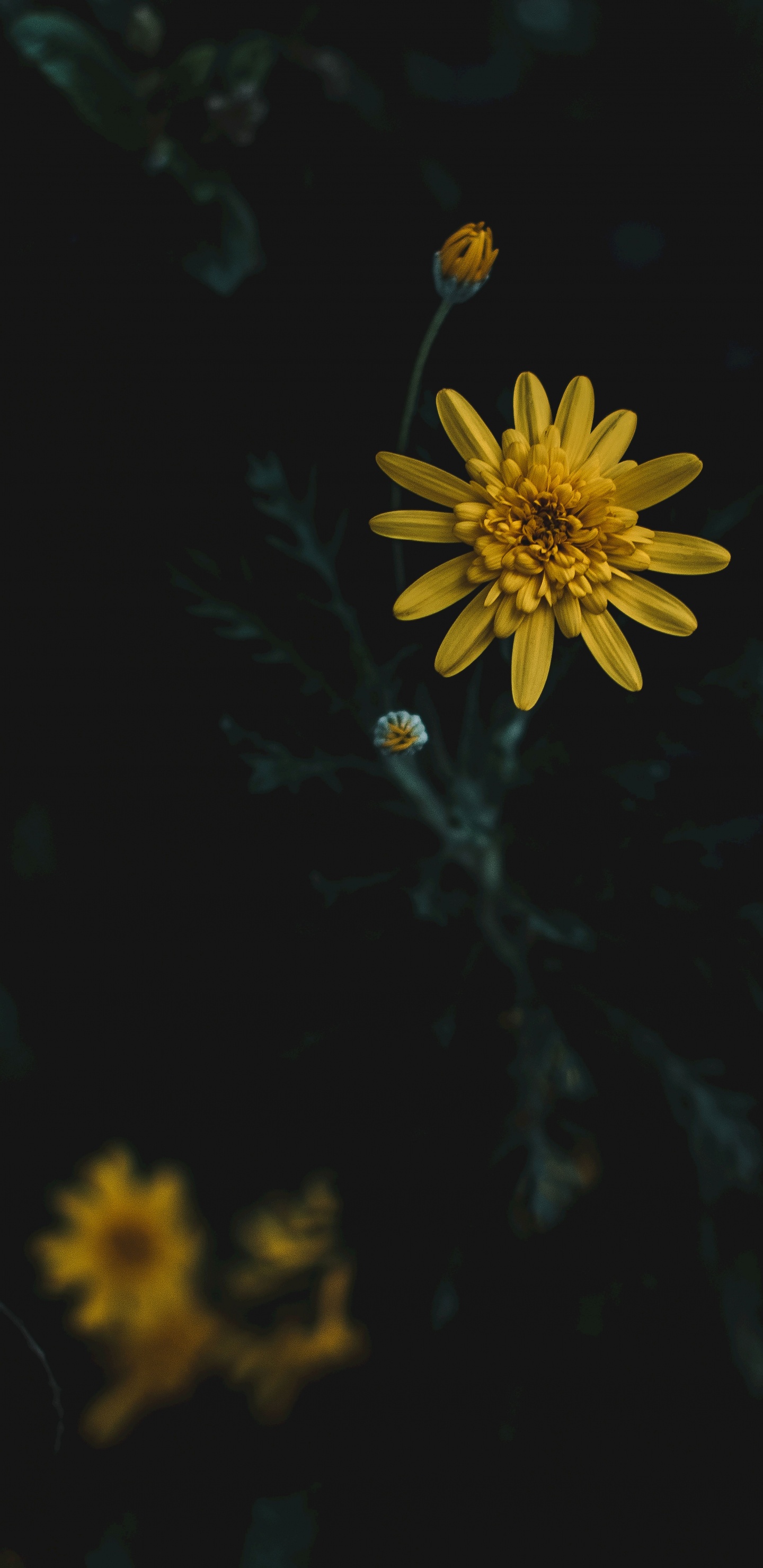 Botany, Yellow, Petal, Factory, Love. Wallpaper in 1440x2960 Resolution