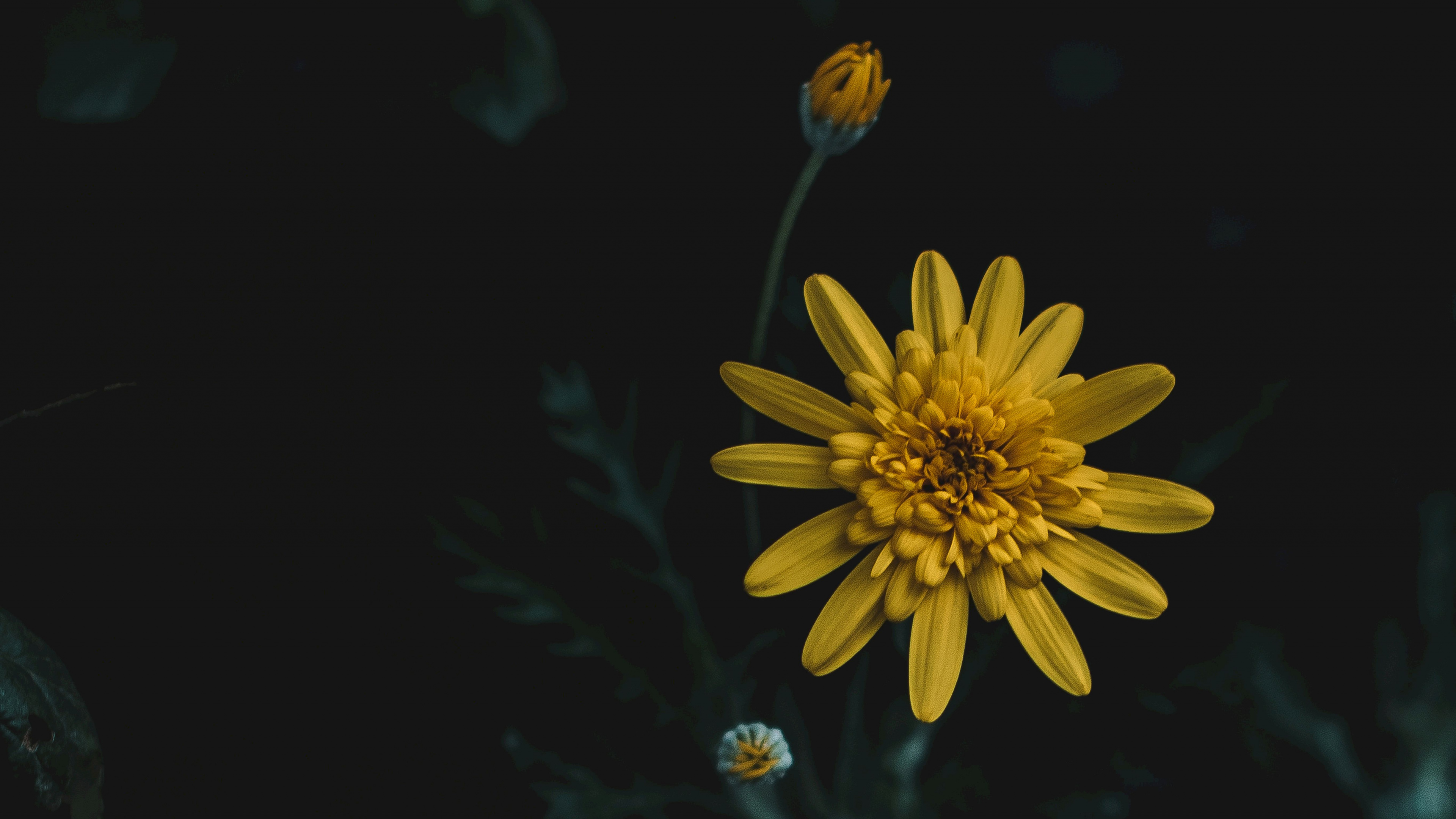 Botany, Yellow, Petal, Factory, Love. Wallpaper in 3840x2160 Resolution
