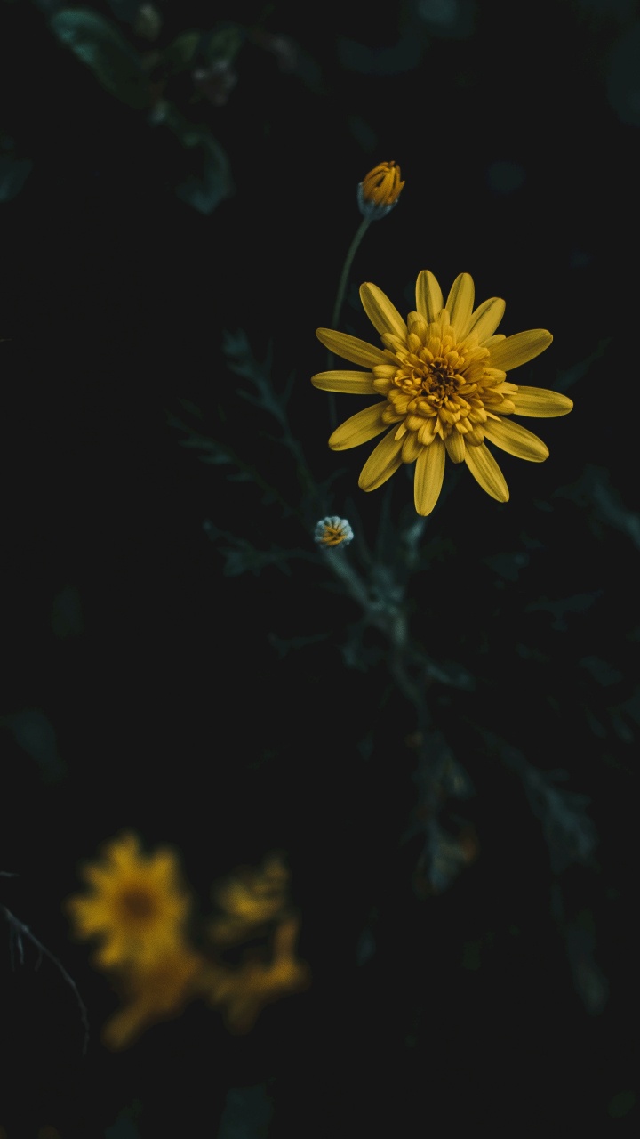 la Botánica, Amarillo, Pétalo, Fábrica, Amor. Wallpaper in 720x1280 Resolution