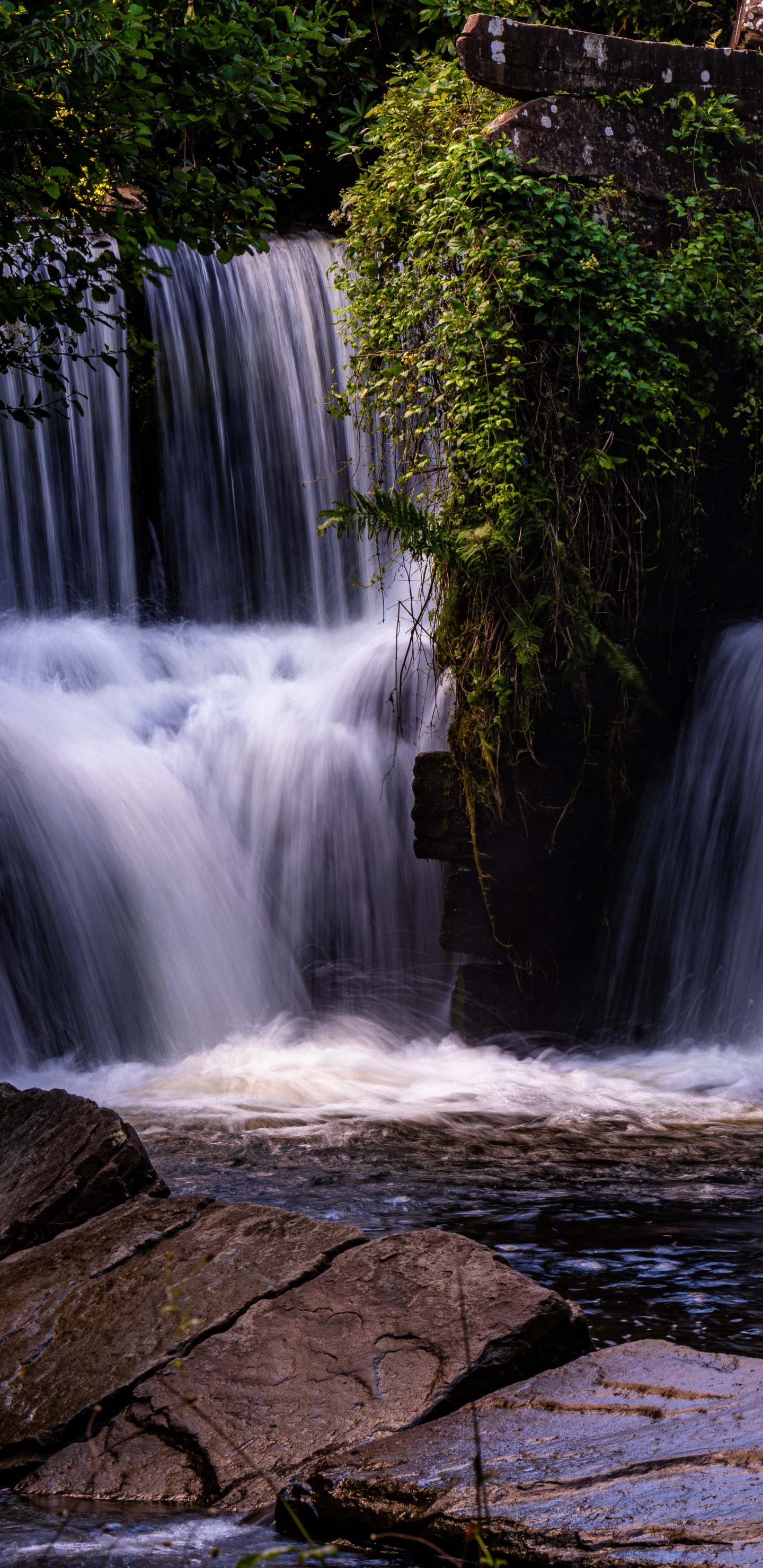 下载 1440x2960 壁纸 性质, 自然景观, 弹簧, 水道, 植被 性质, 自然景观, 弹簧, 水道, 植被 壁纸 1440x2960 允许