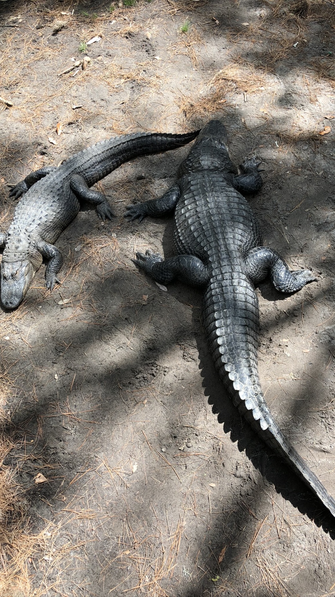 Cocodrilo, Lagarto, Los Animales Terrestres, Ciencia, Biología. Wallpaper in 1080x1920 Resolution