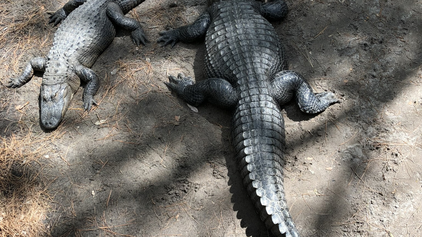 Lézard, Pour Les Animaux Terrestres, Crocodile, Sciences, Biologie. Wallpaper in 1366x768 Resolution