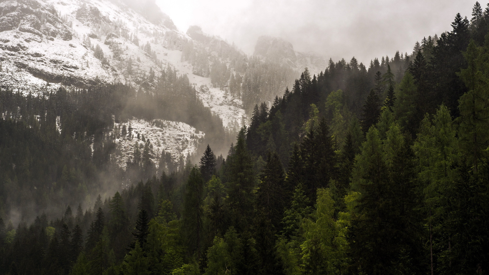 Green Pine Trees Near Snow Covered Mountain During Daytime. Wallpaper in 1920x1080 Resolution