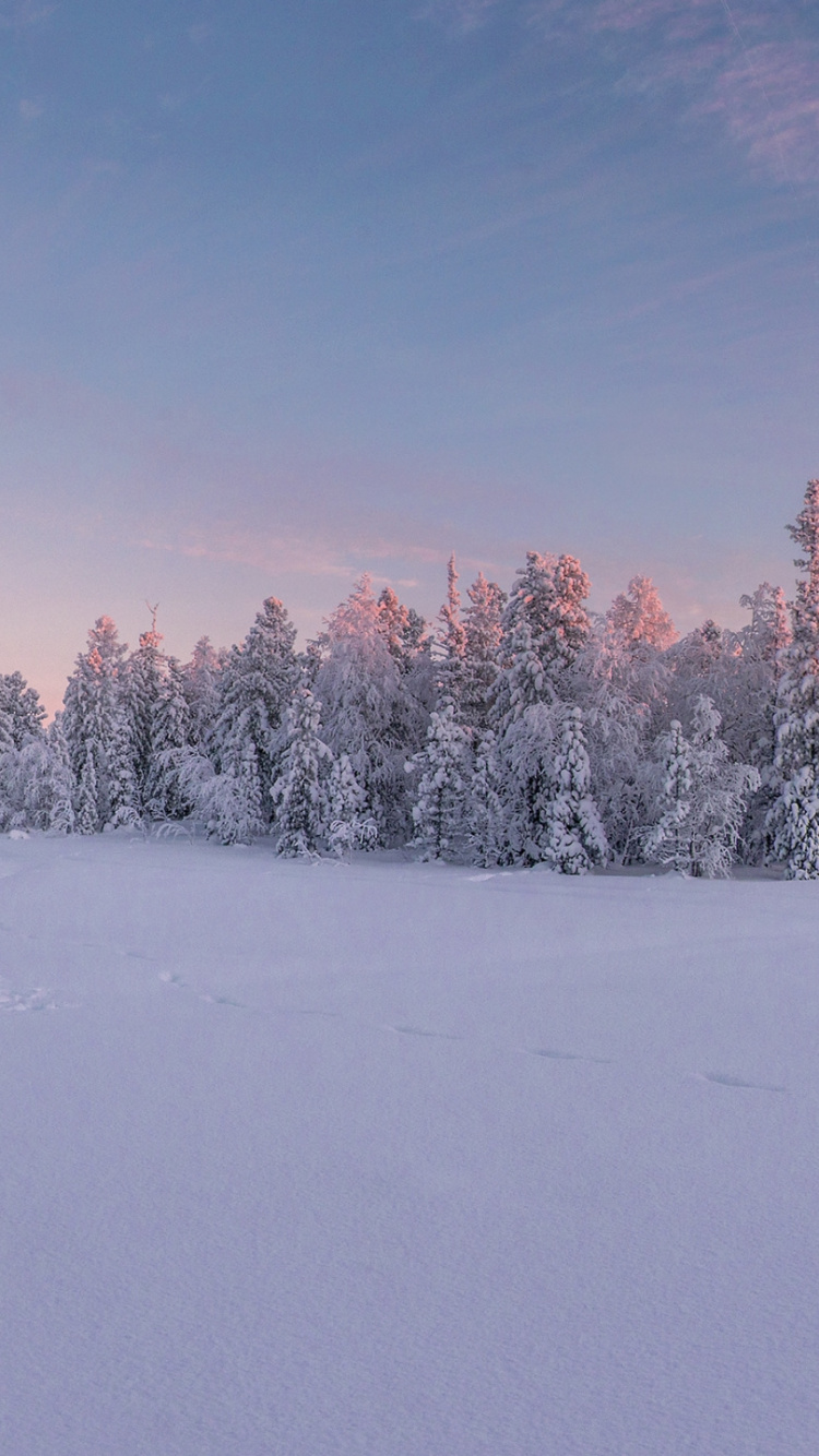 Winter, Nature, Branch, Blue, Daytime. Wallpaper in 750x1334 Resolution