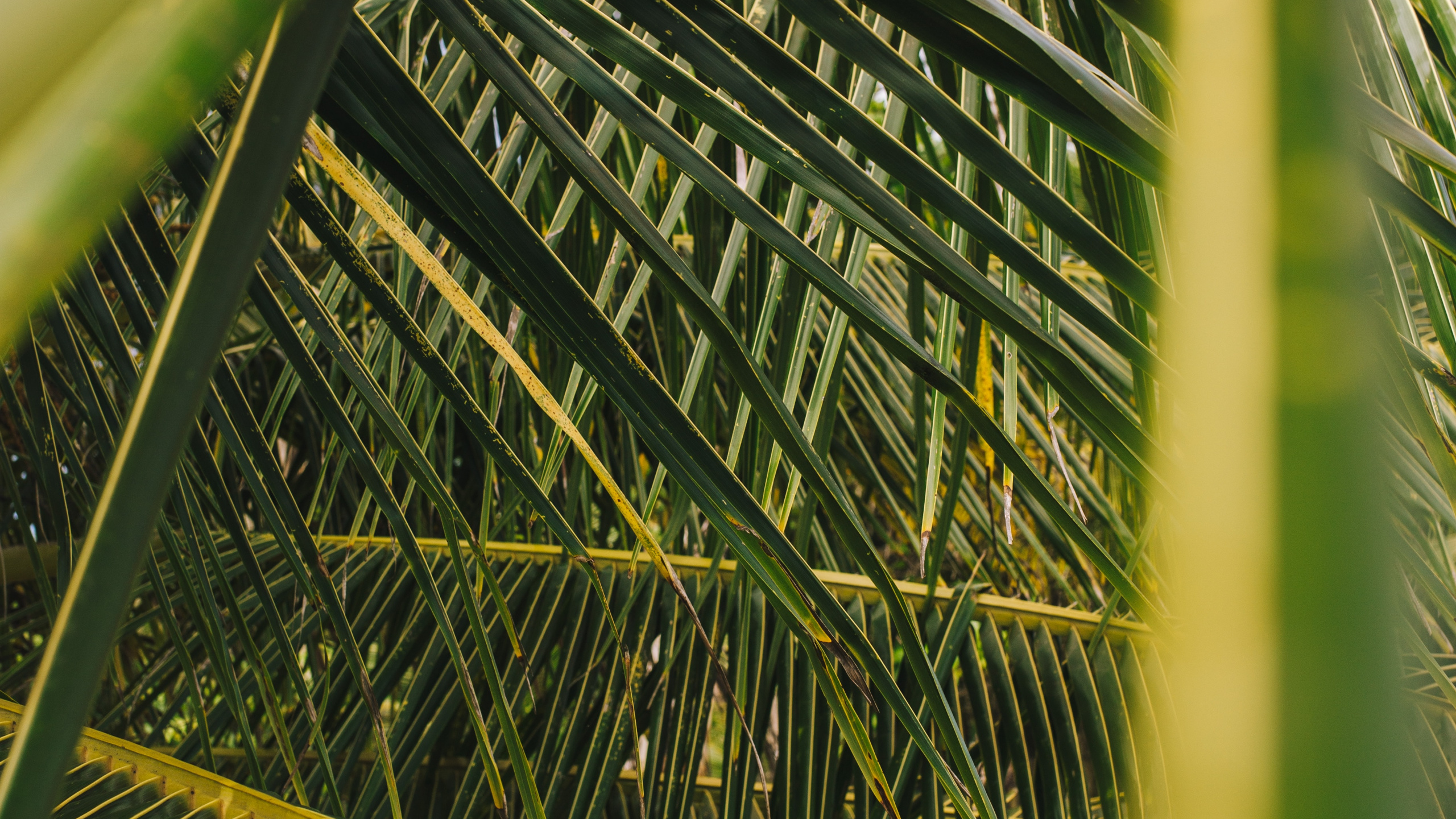 Download 2560x1440 Wallpaper Palm Trees, Leaf, Tree, Vegetation, Green Palm Trees, Leaf, Tree, Vegetation, Green. Wallpaper in 2560x1440 Resolution