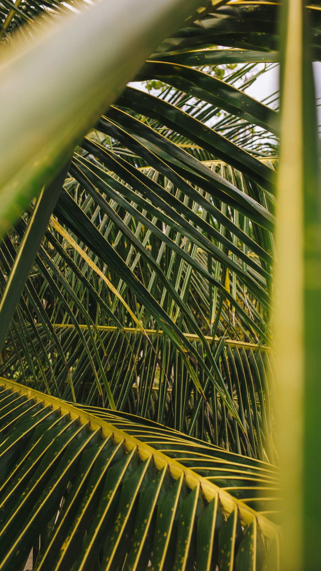 Palme, Blatt, Baum, Vegetation, Gr. Wallpaper in 1080x1920 Resolution