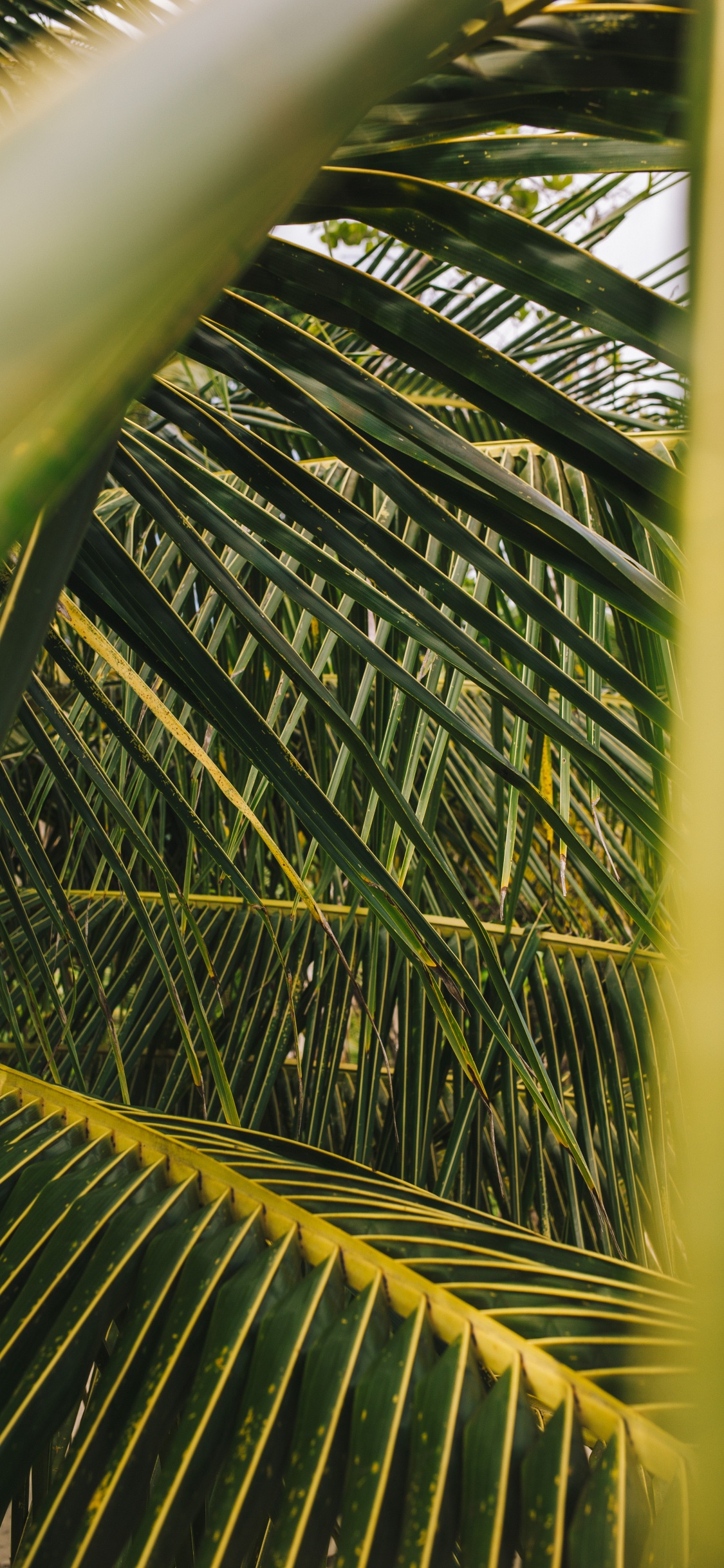 Palme, Blatt, Baum, Vegetation, Gr. Wallpaper in 1125x2436 Resolution