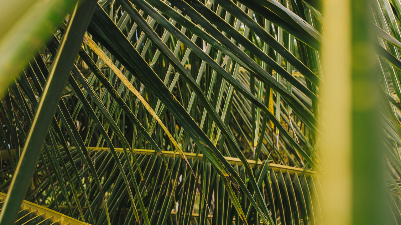 Palme, Blatt, Baum, Vegetation, Gr. Wallpaper in 1280x720 Resolution