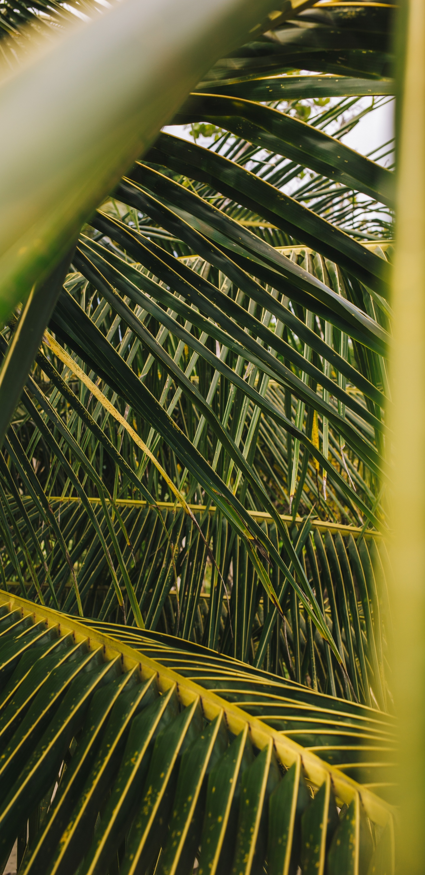Palmera, la Vegetación, Verde, Planta Terrestre, la Botánica. Wallpaper in 1440x2960 Resolution